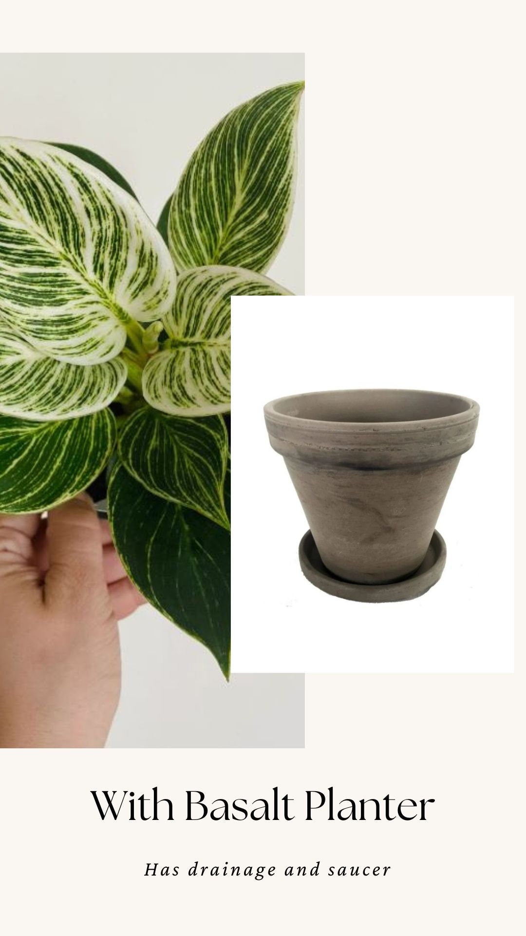 Philodendron Birkin Plant - 4 inch Pot - optional decorative pot