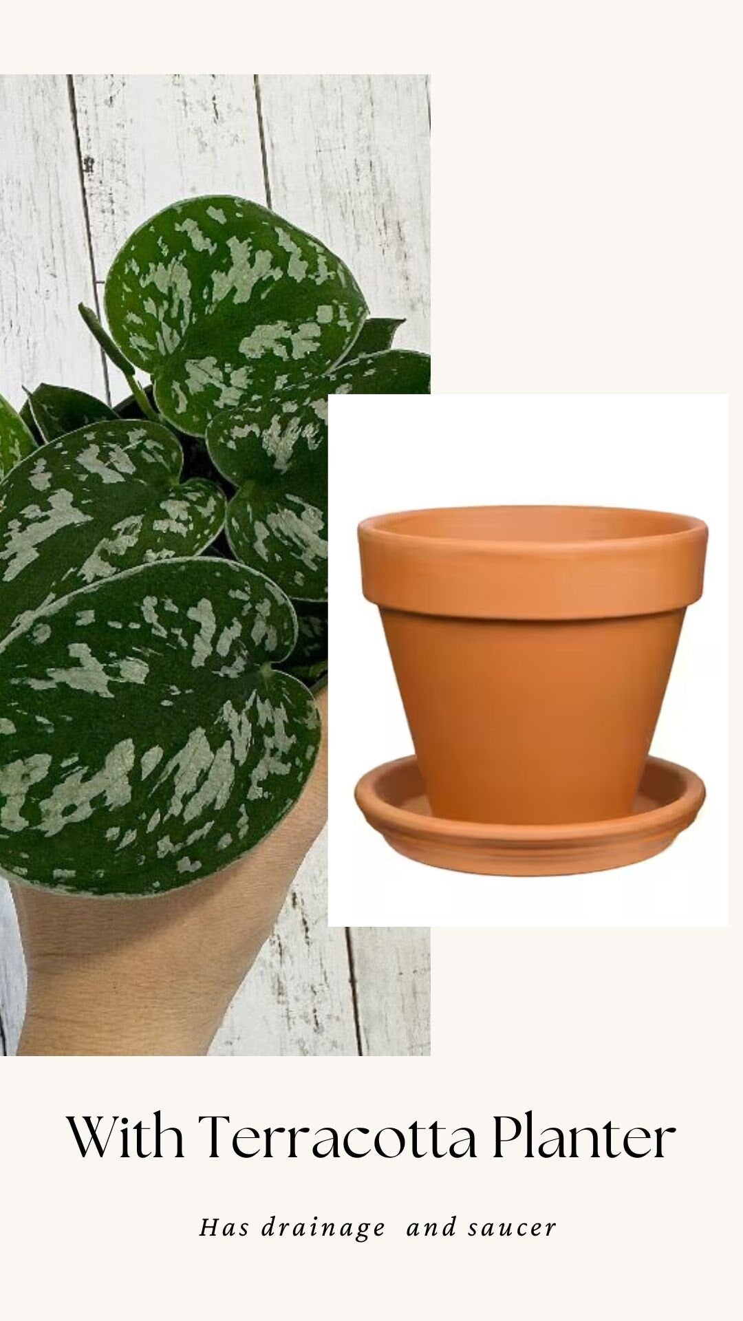 Silver Satin Pothos (Scindapsus pictus) 4β pot - Live Plant