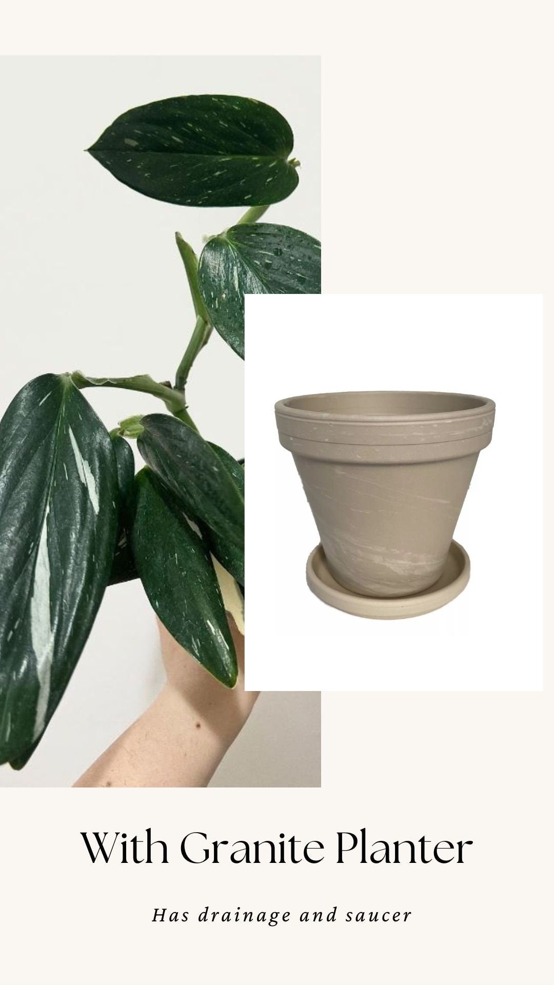 Monstera Standleyana Albo Variegated Plant in 4" Pot - Live Plant - optional decorative pot