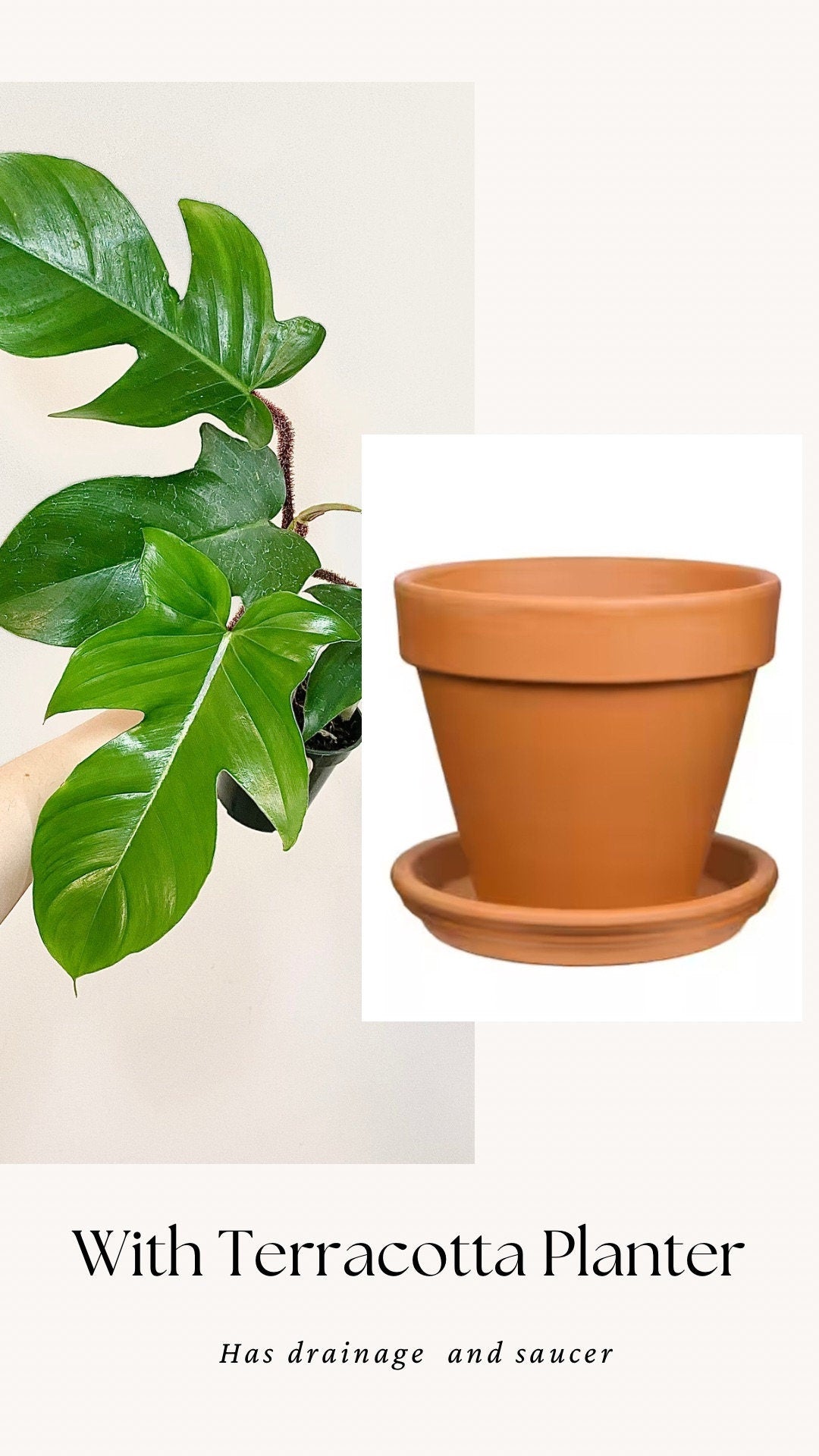 Philodendron Squamiferum Plant - 3.5 Pot - Live Plant - optional decorative pot
