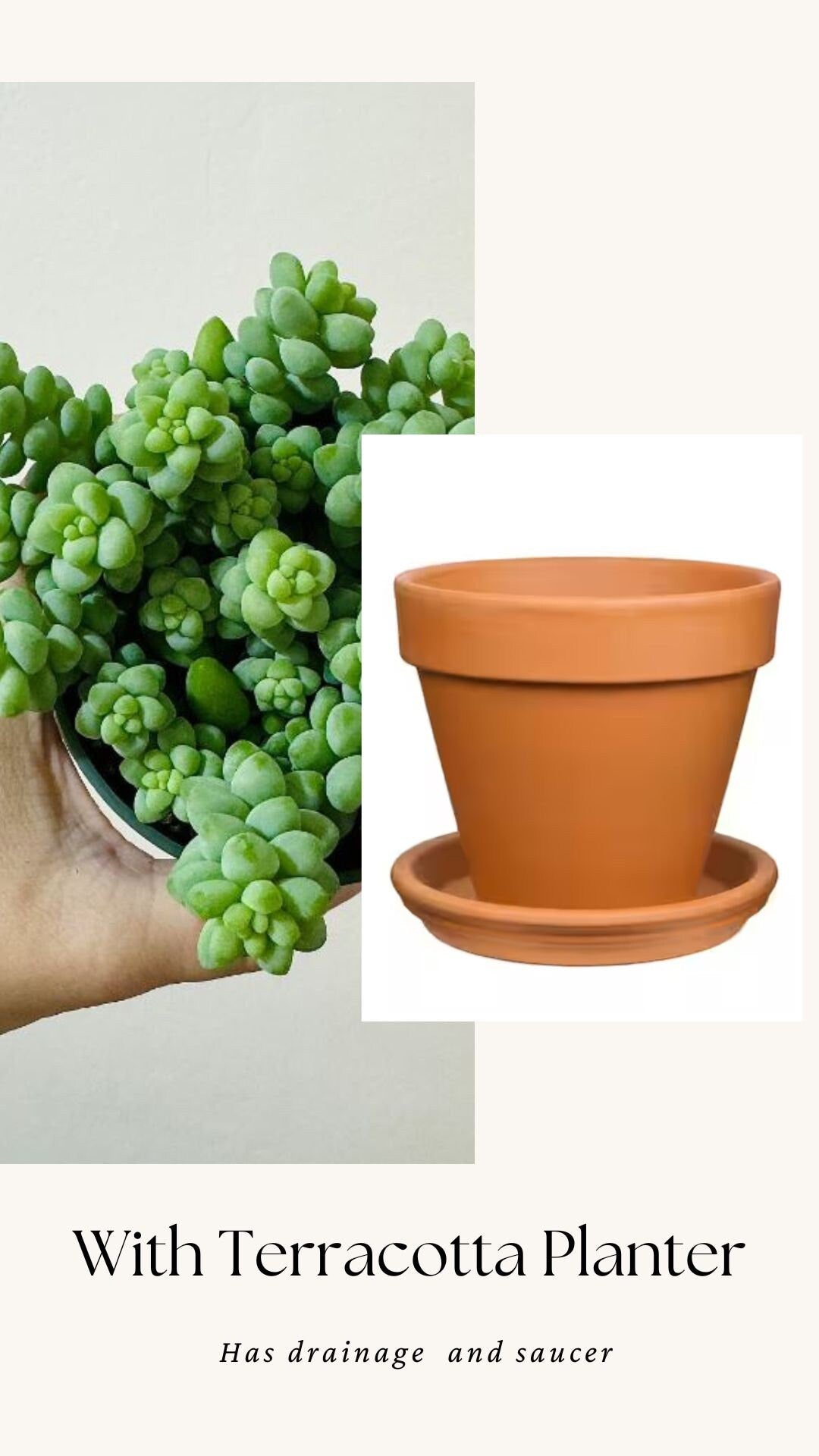 Burro Tail Succulent Plant - Donkey Tail - 3.5 inch Pot