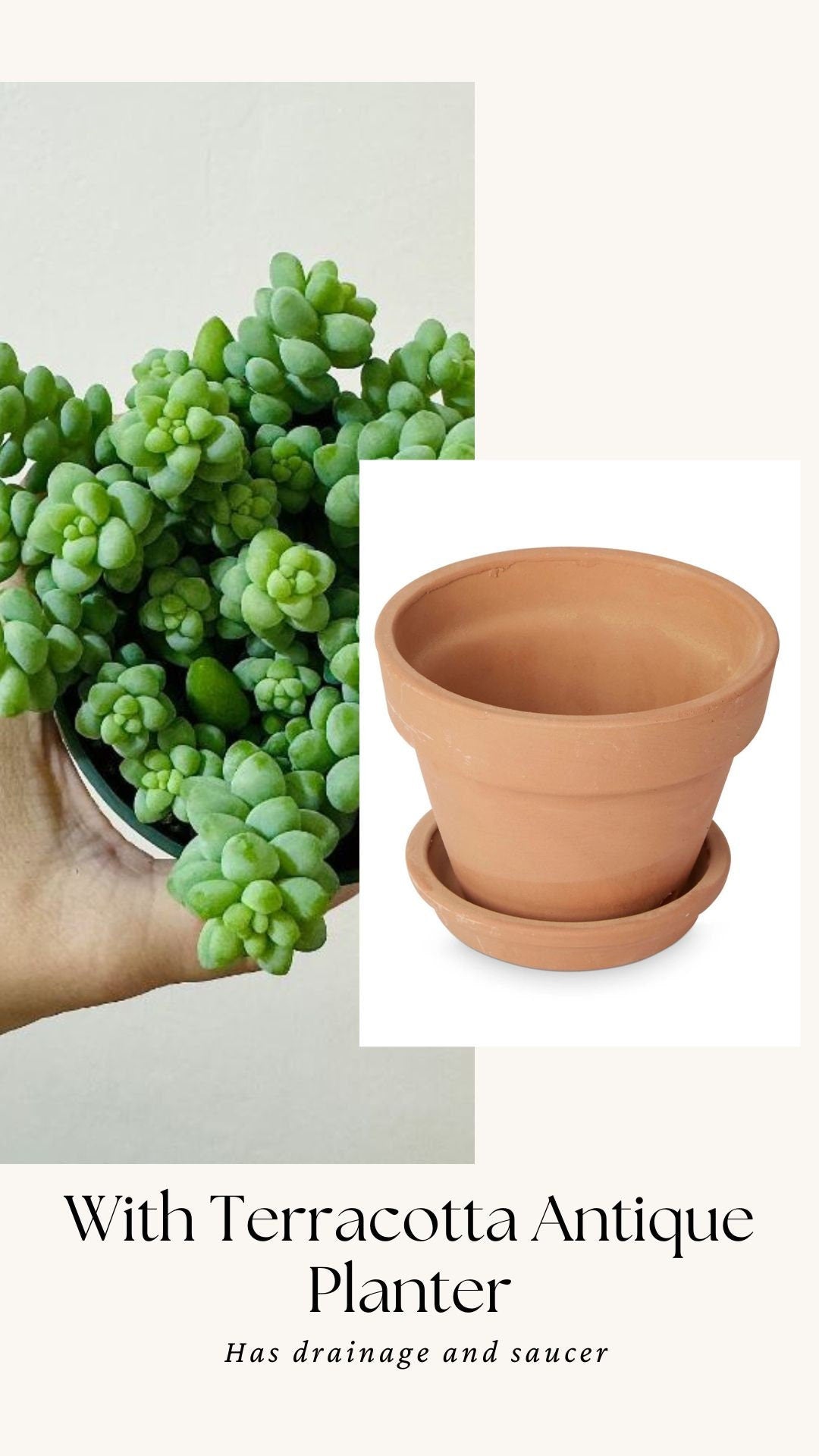 Burro Tail Succulent Plant - Donkey Tail - 3.5 inch Pot
