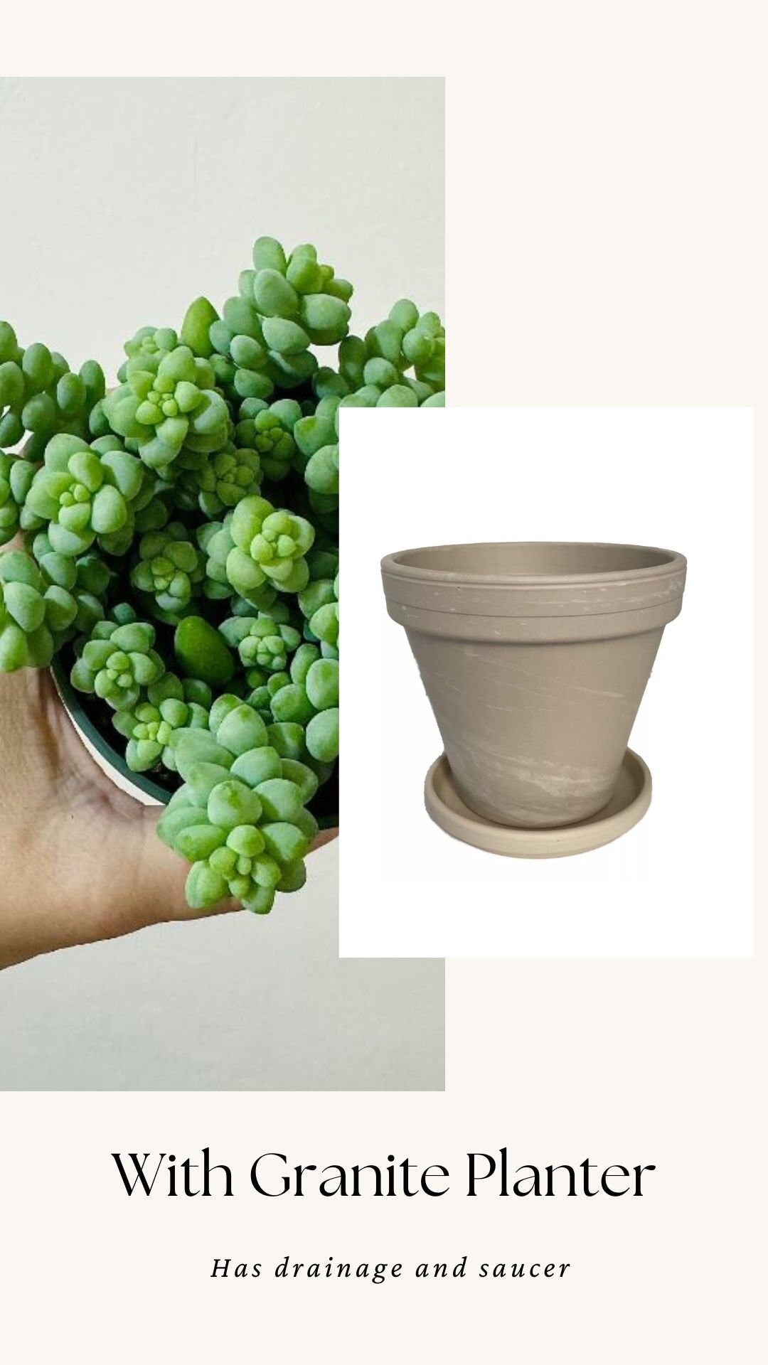 Burro Tail Succulent Plant - Donkey Tail - 3.5 inch Pot