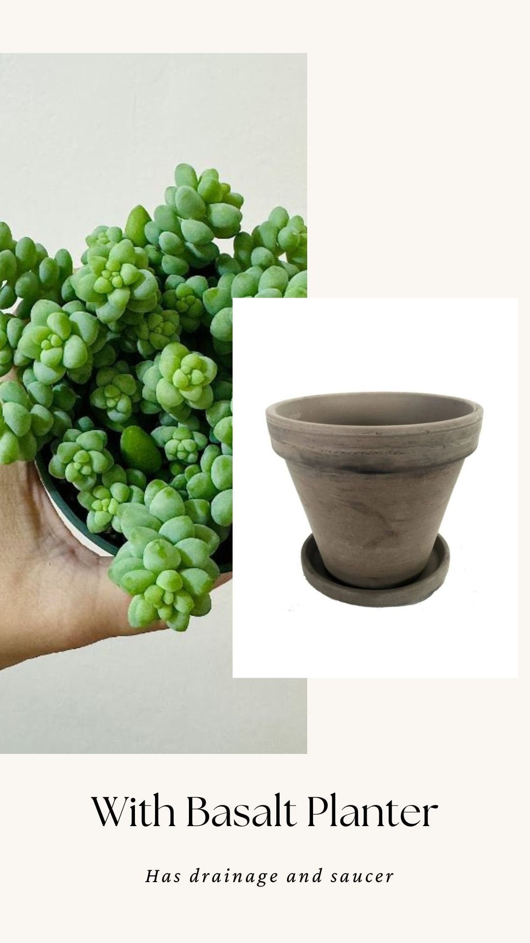 Burro Tail Succulent Plant - Donkey Tail - 3.5 inch Pot