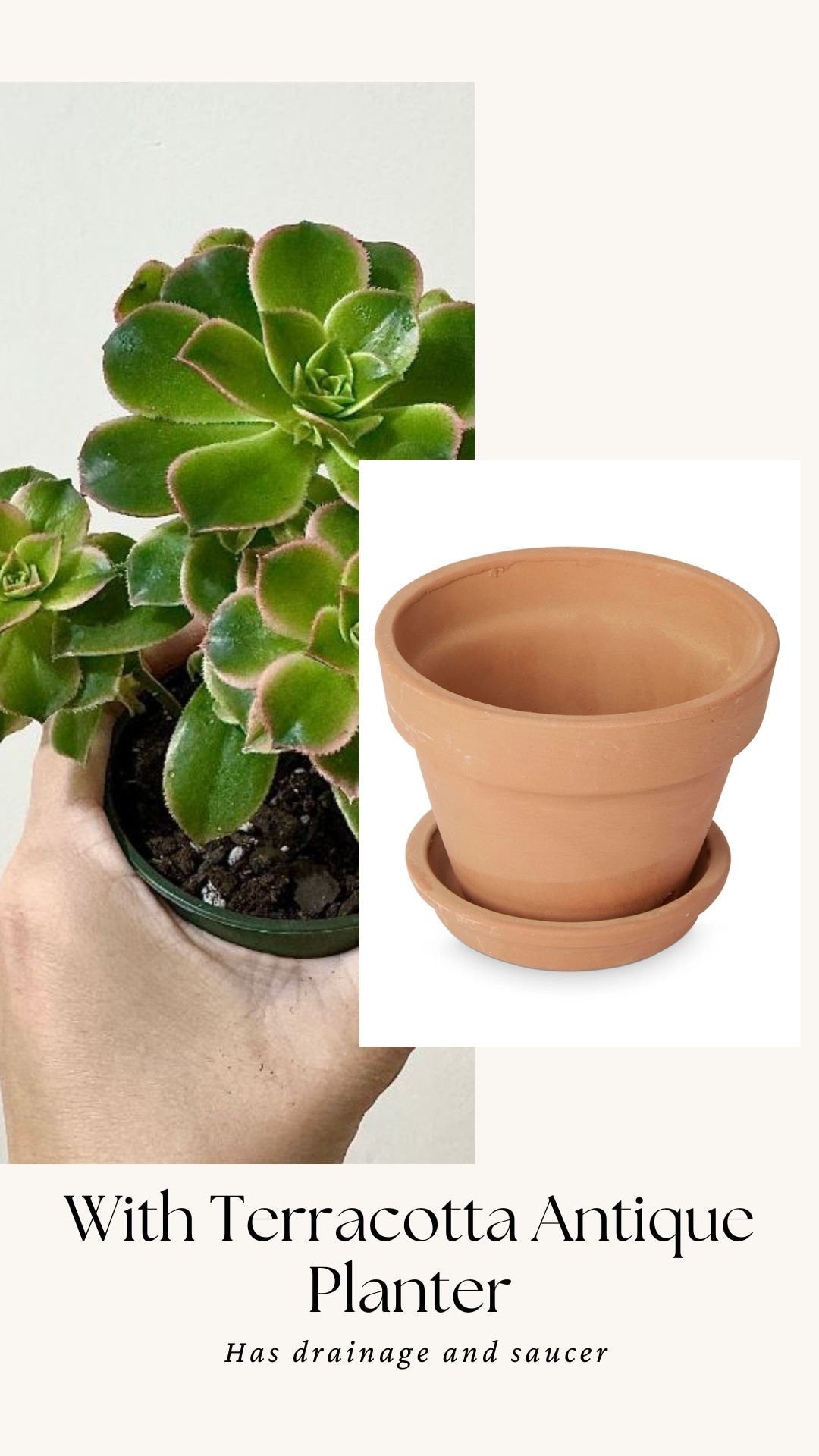 Aeonium 'Kiwi' Succulent Plant - 3.5β Pot - optional decorative pot