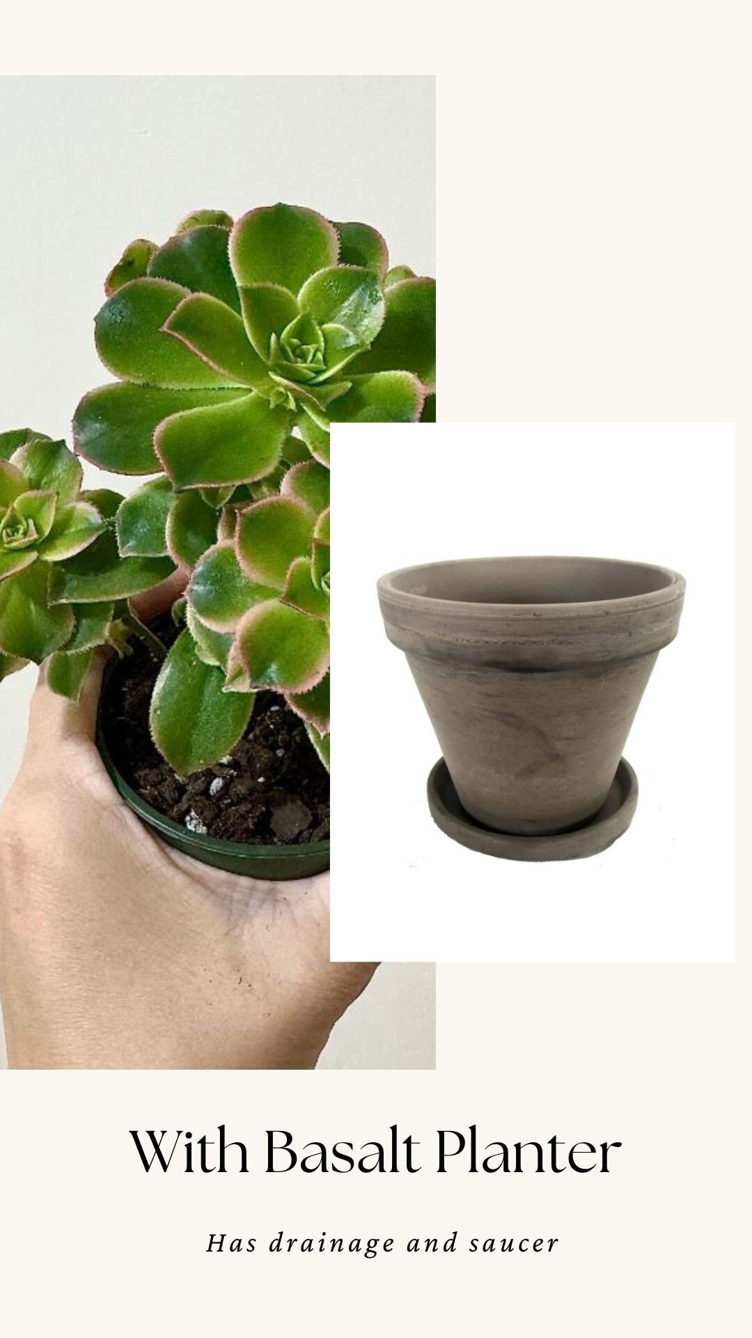 Aeonium 'Kiwi' Succulent Plant - 3.5β Pot - optional decorative pot