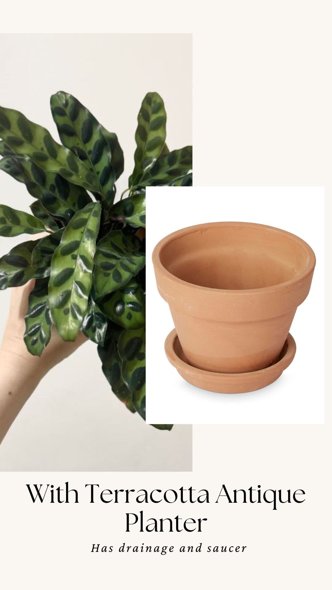 Calathea Lancifolia Rattlesnake Prayer Plant 4" | 6β Pot - Live Indoor Houseplant