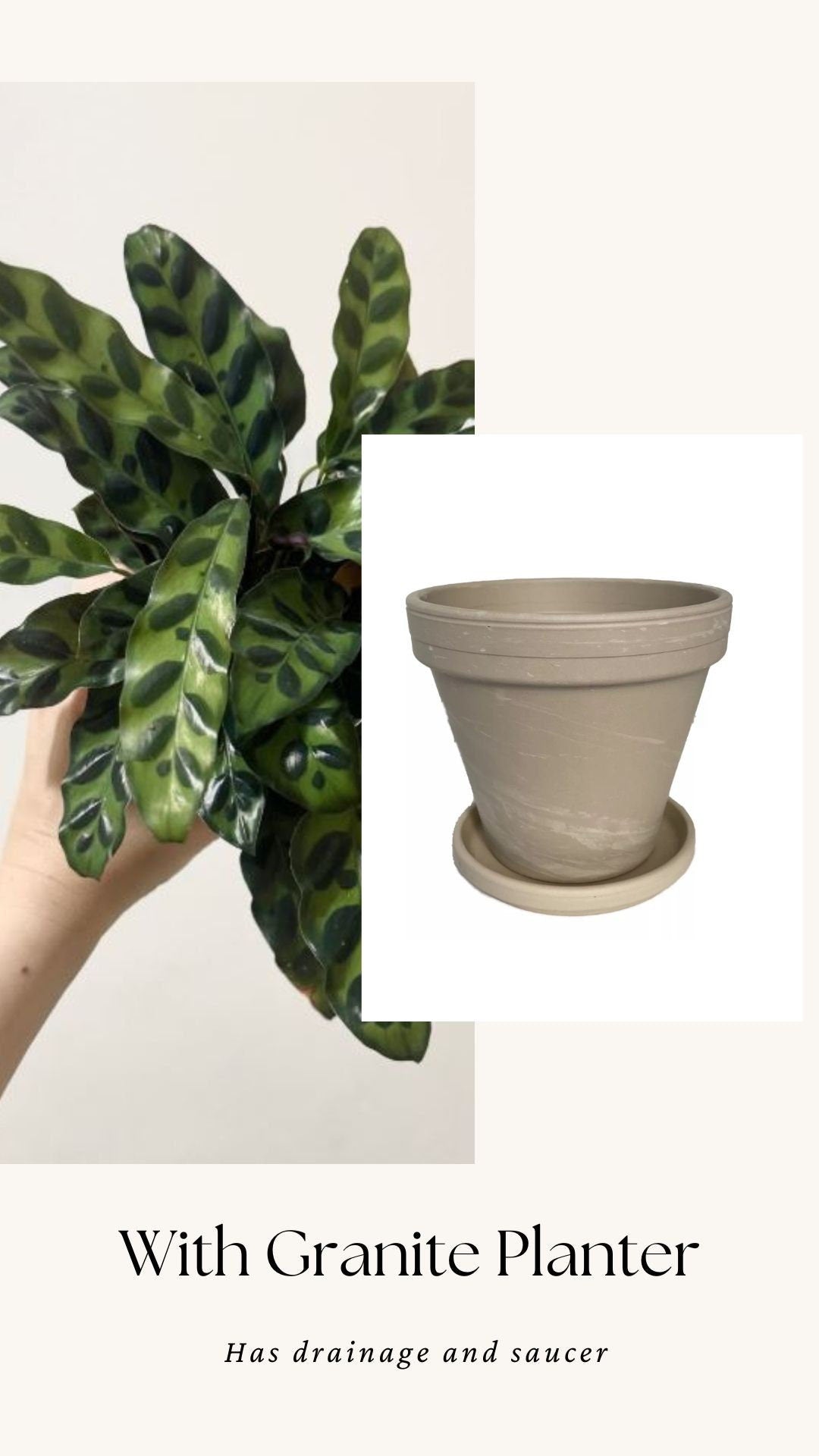 Calathea Lancifolia Rattlesnake Prayer Plant 4" | 6β Pot - Live Indoor Houseplant