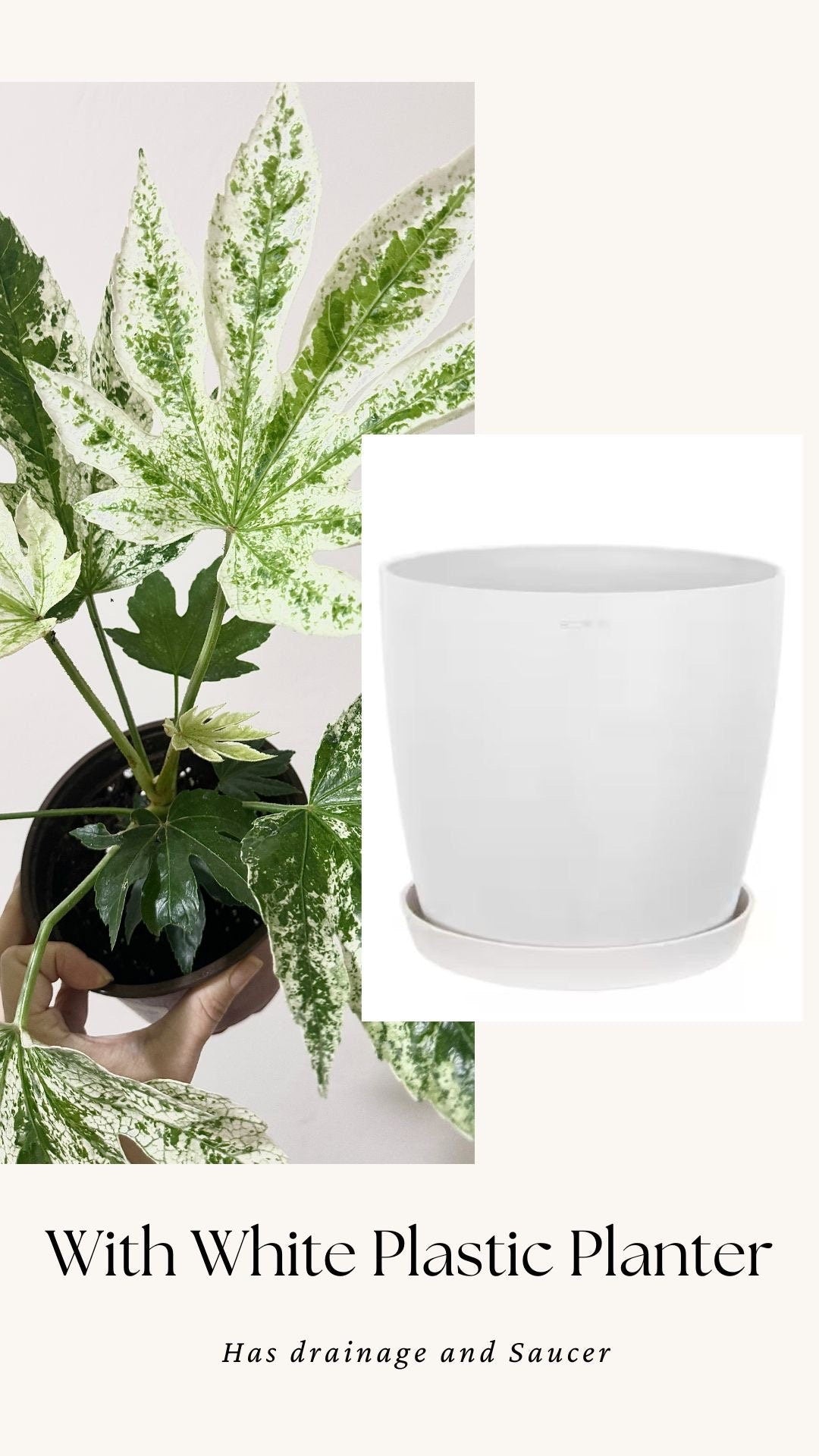 Fatsia japonica 'Spider's Web' (Japanese Aralia) Plant - 6β Pot - Live Plant