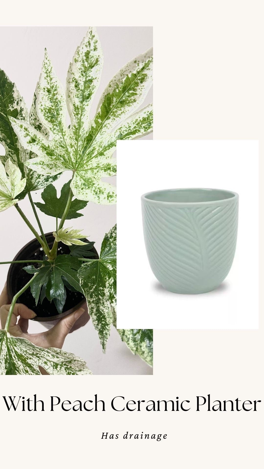 Fatsia japonica 'Spider's Web' (Japanese Aralia) Plant - 6β Pot - Live Plant