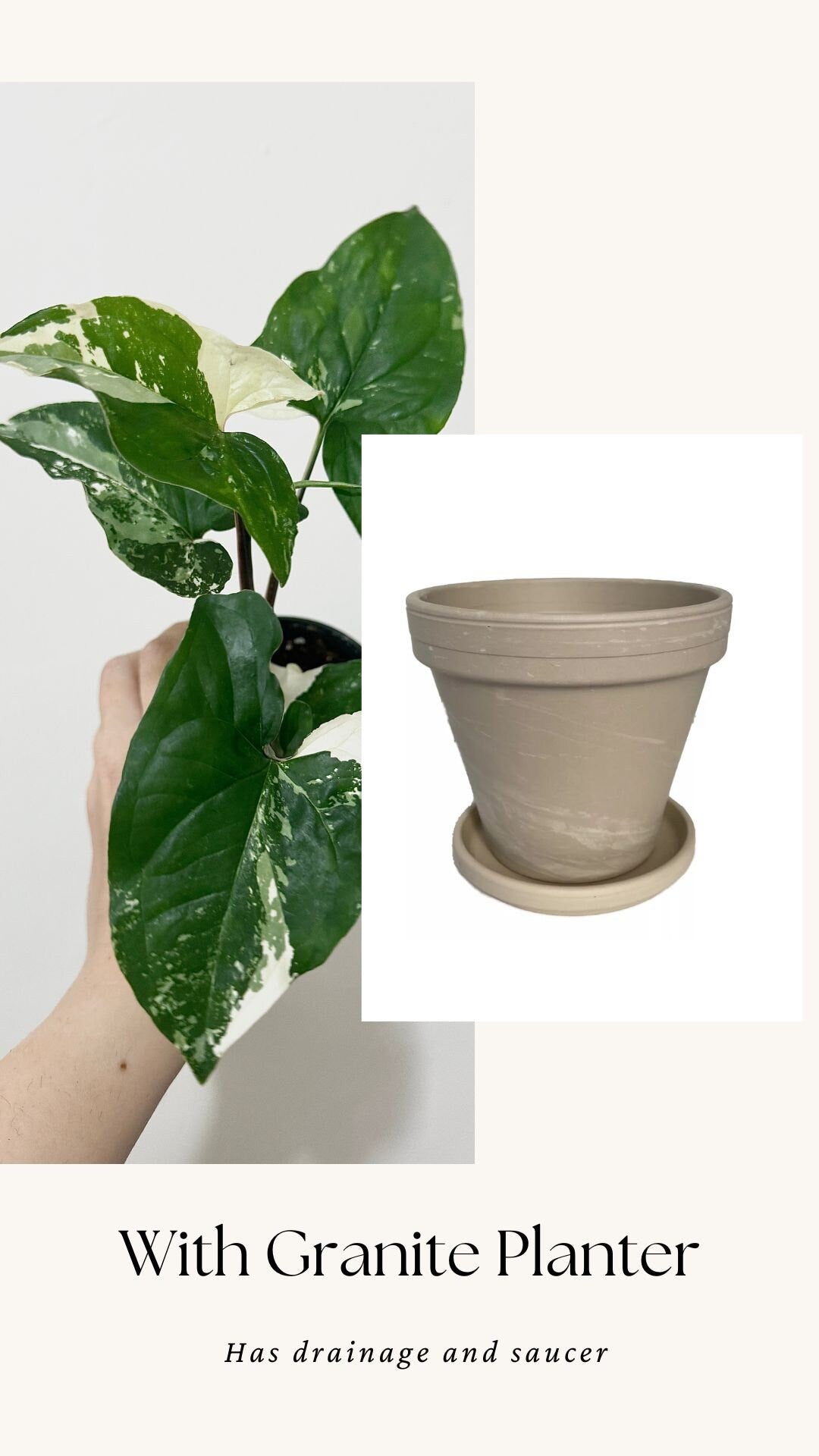 Syngonium Albo Variegata - Live Plant 3 Inch Nursery Pot - Variegated Plant