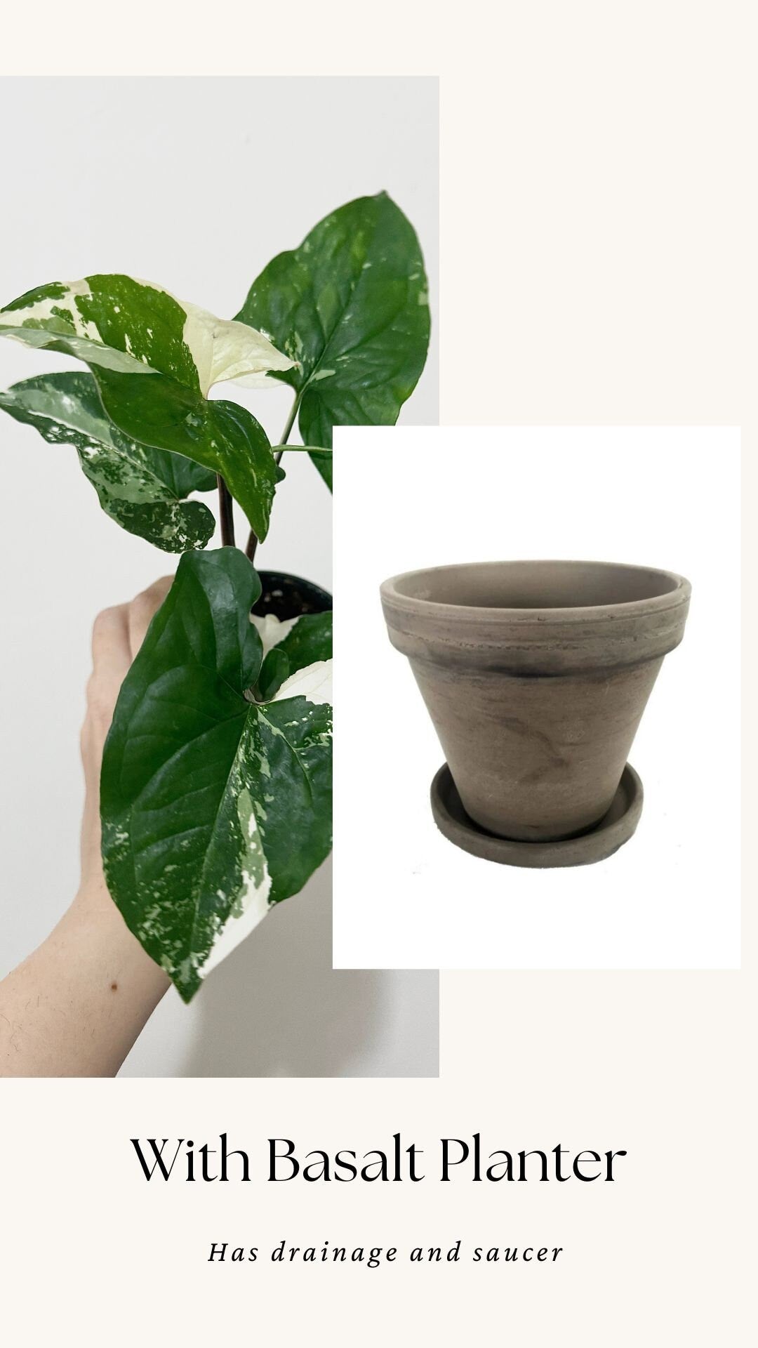 Syngonium Albo Variegata - Live Plant 3 Inch Nursery Pot - Variegated Plant