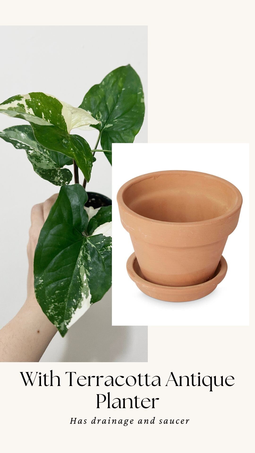 Syngonium Albo Variegata - Live Plant 3 Inch Nursery Pot - Variegated Plant