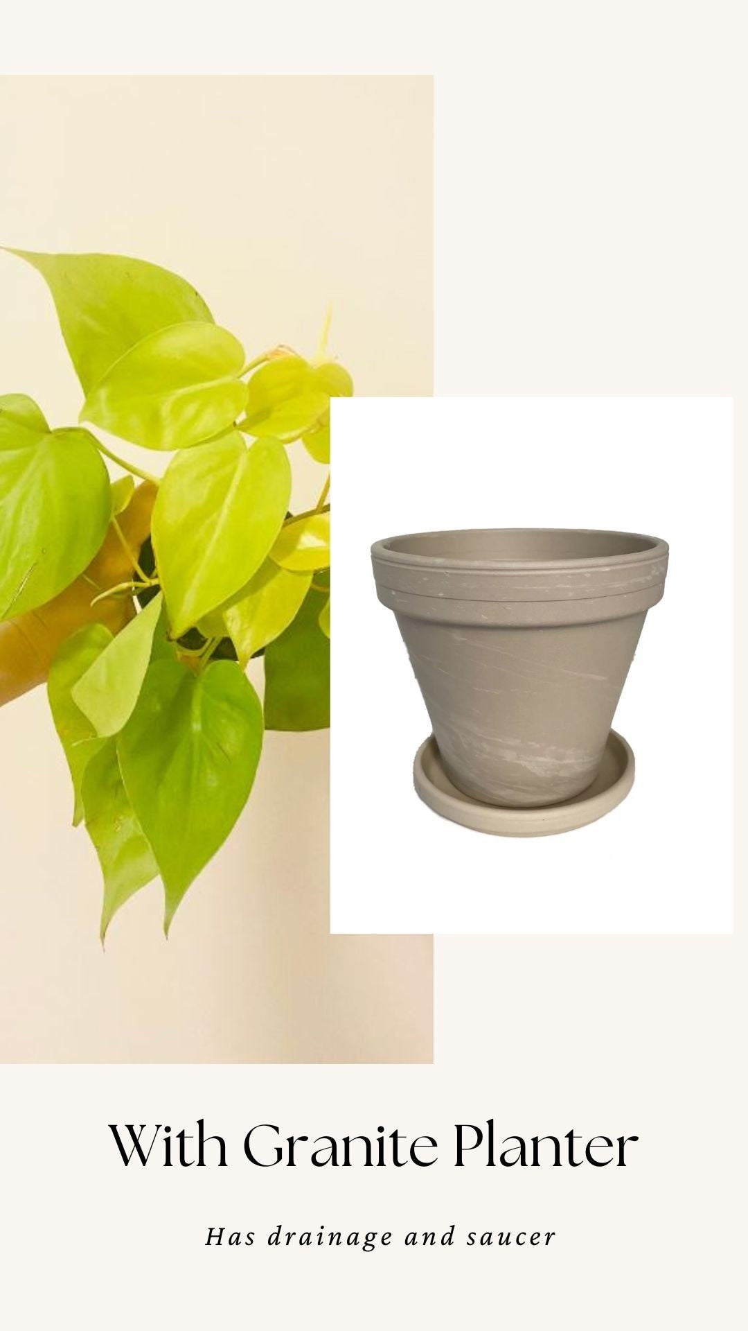 Philodendron Cordatum Lemon Lime Heart Leaf Plant - 4" Nursery Pot - Indoor Live Plant - optional decorative pot
