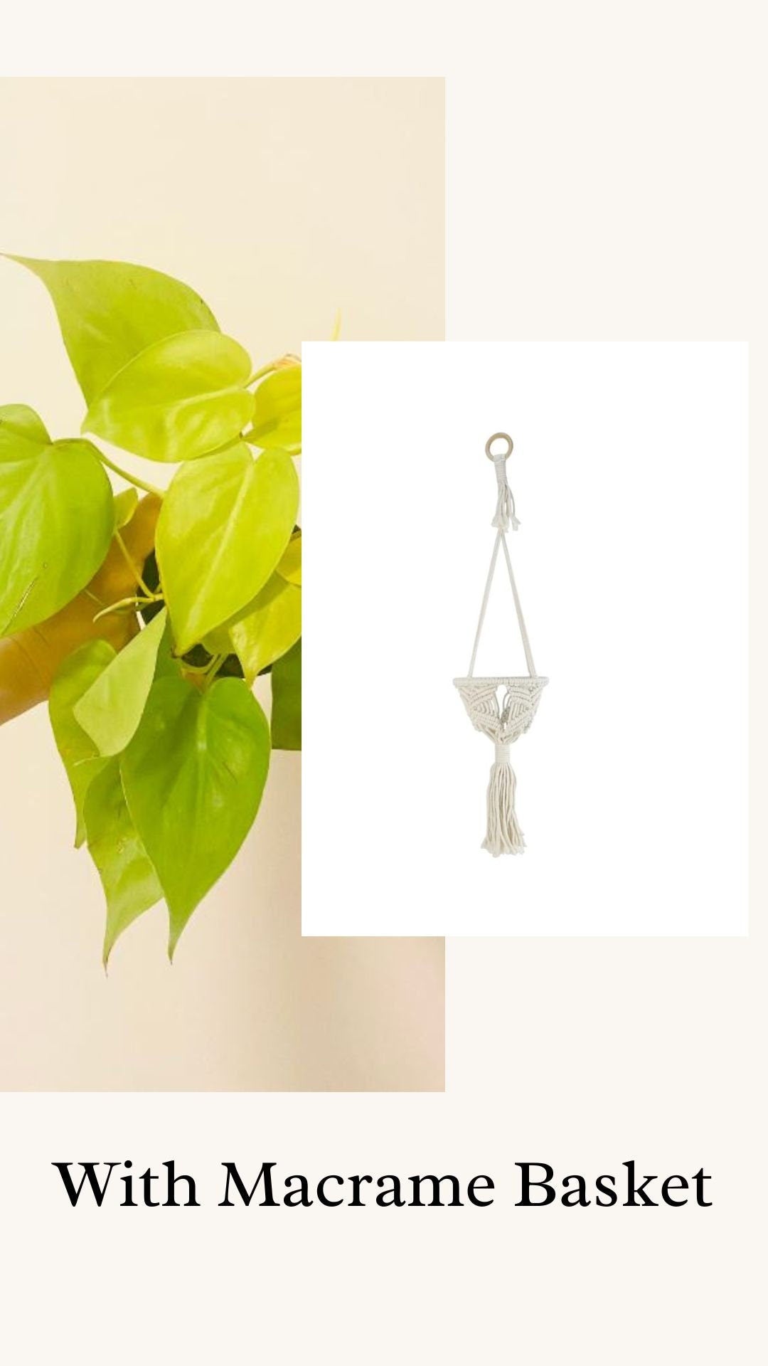 Philodendron Cordatum Lemon Lime Heart Leaf Plant - 4" Nursery Pot - Indoor Live Plant - optional decorative pot