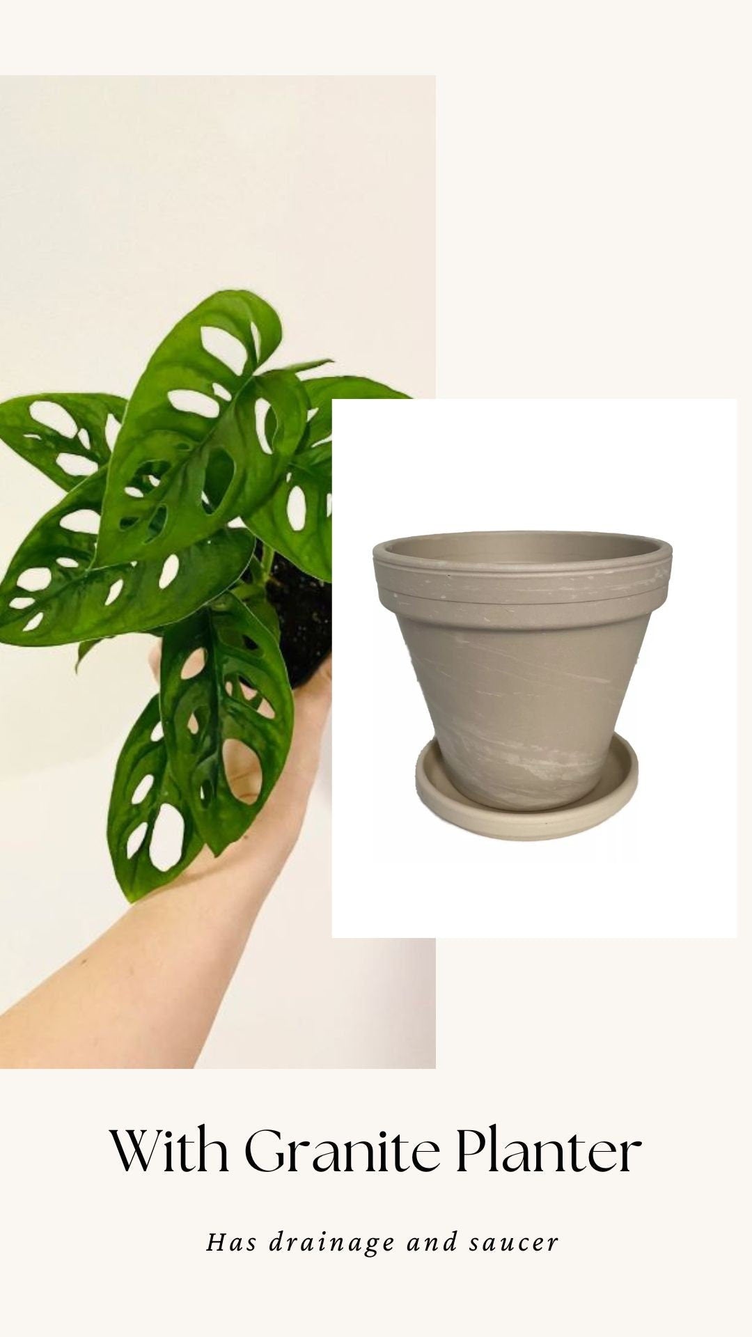 Monstera Adansonii - Swiss Cheese Plant 4 inch | 6 inch Pot - Live Plant - optional decorative pot