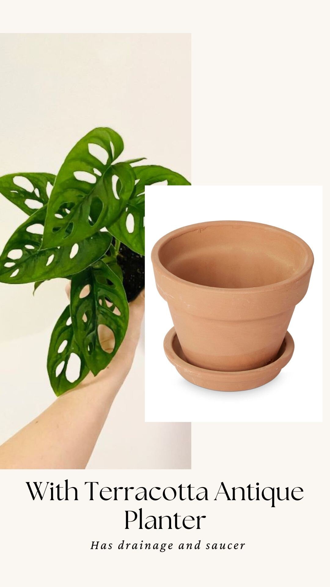 Monstera Adansonii - Swiss Cheese Plant 4 inch | 6 inch Pot - Live Plant - optional decorative pot