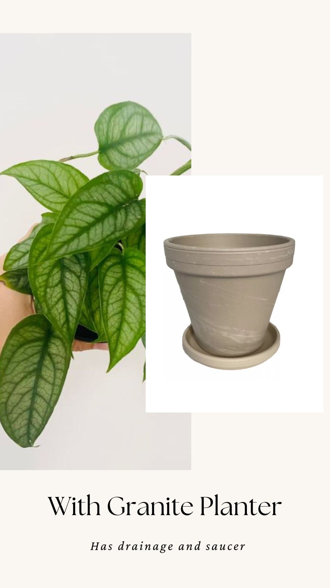 Monstera Siltepecana Plant - 4 inch Nursery Pot - Optional Decorative Pot