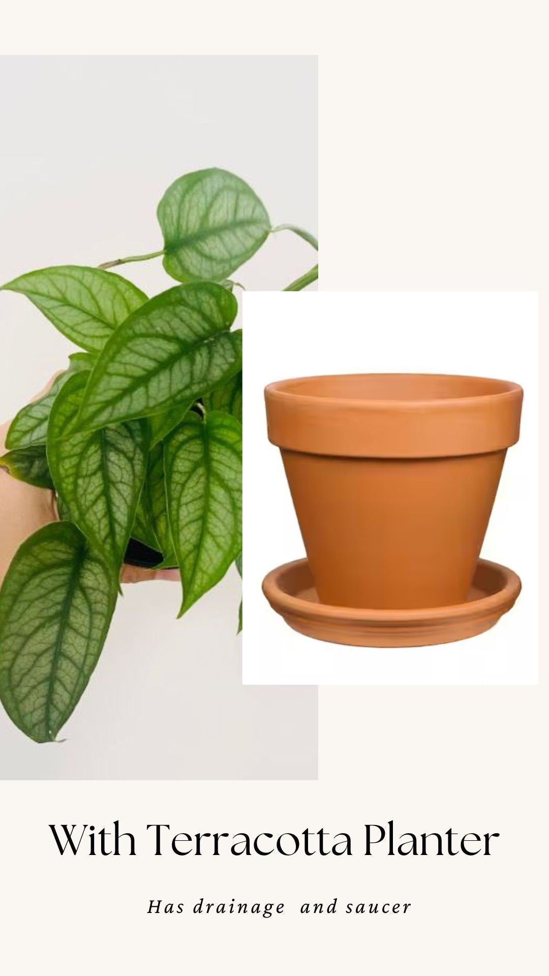 Monstera Siltepecana Plant - 4 inch Nursery Pot - Optional Decorative Pot