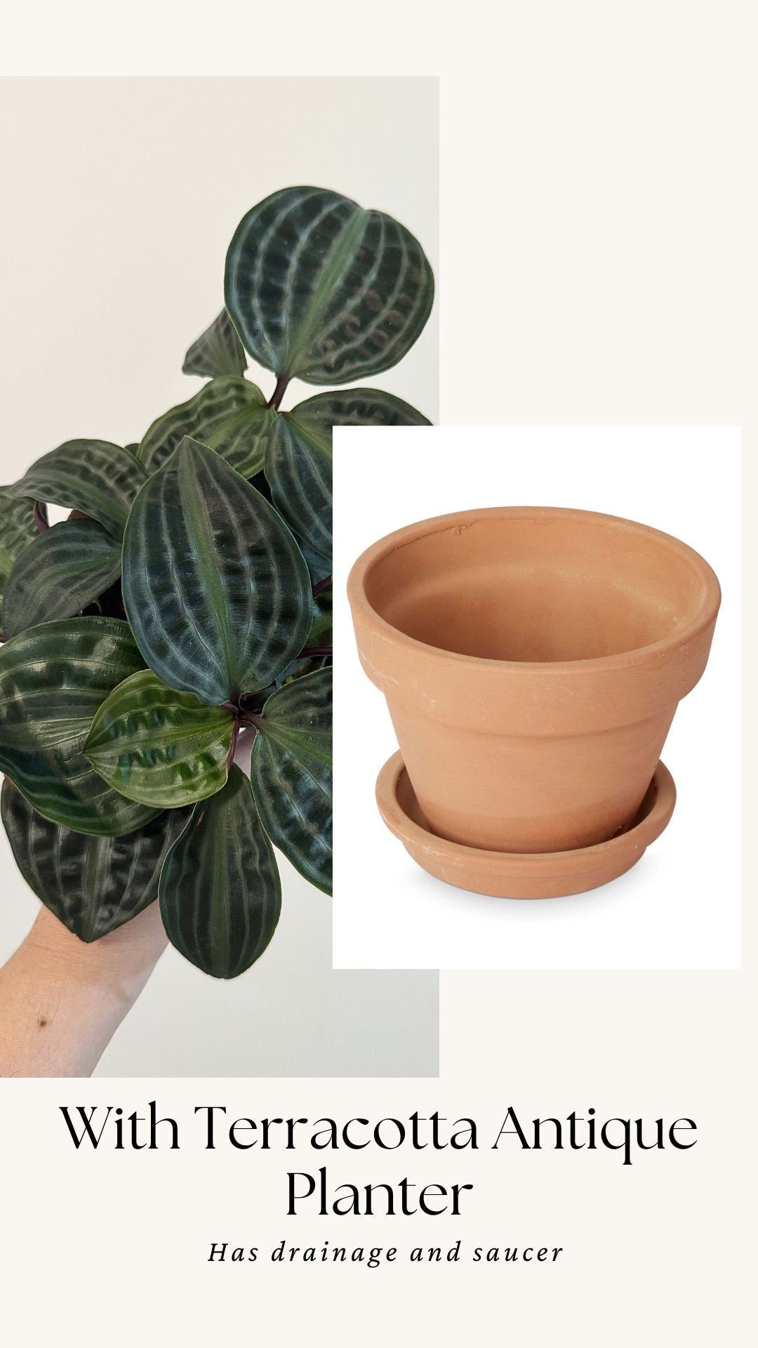 Geogenanthus Poeppigii 4" pot - Live Plant - optional decorative pot