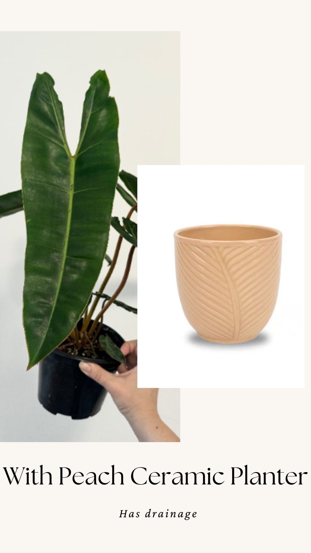 Philodendron Billietiae Plant - 6β Nursery Pot - Live Plant