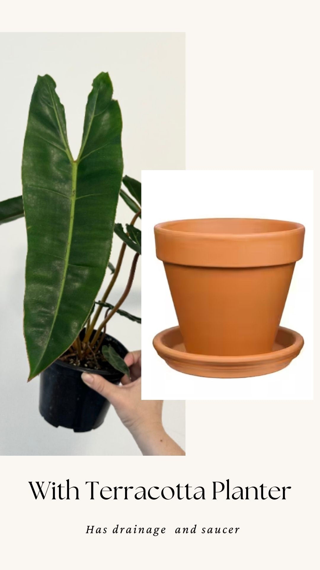 Philodendron Billietiae Plant - 6β Nursery Pot - Live Plant
