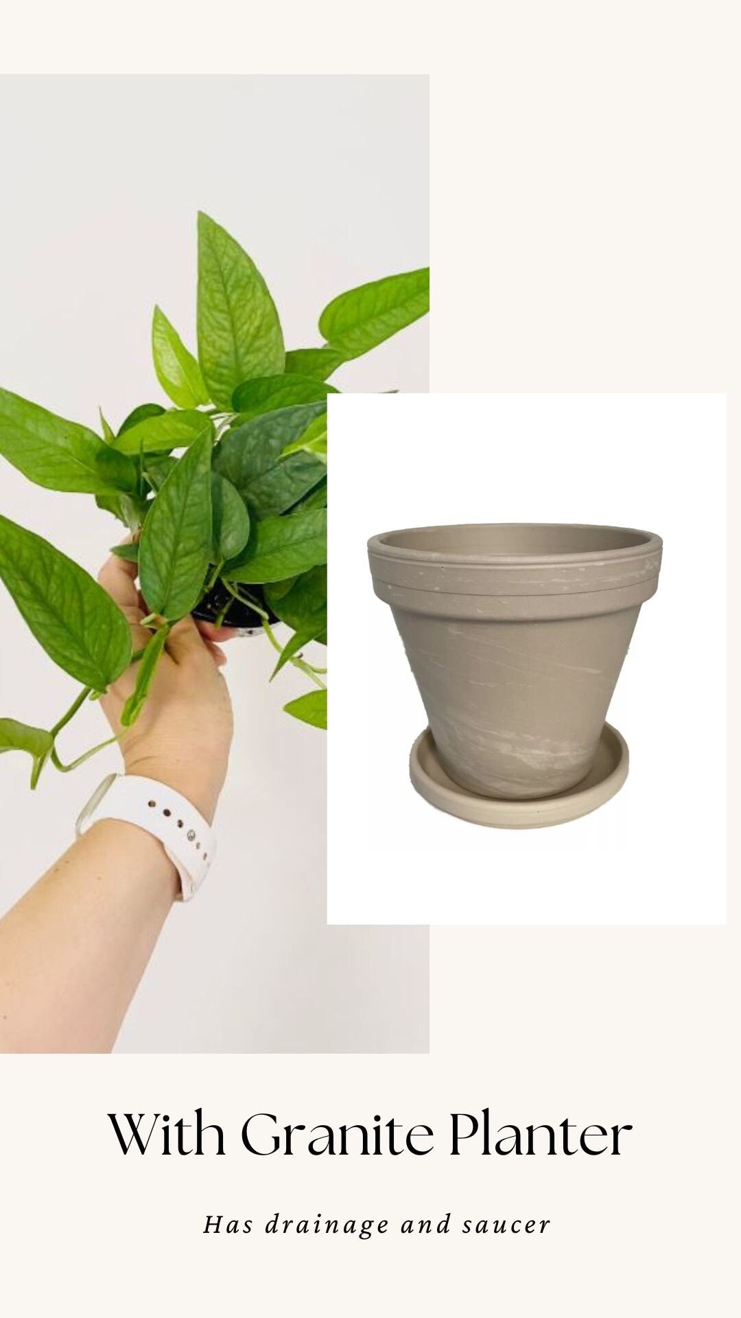 Cebu Blue Pothos (Epipremnum Pinnatum) 4 inch pot - Live Plant - optional decorative pot