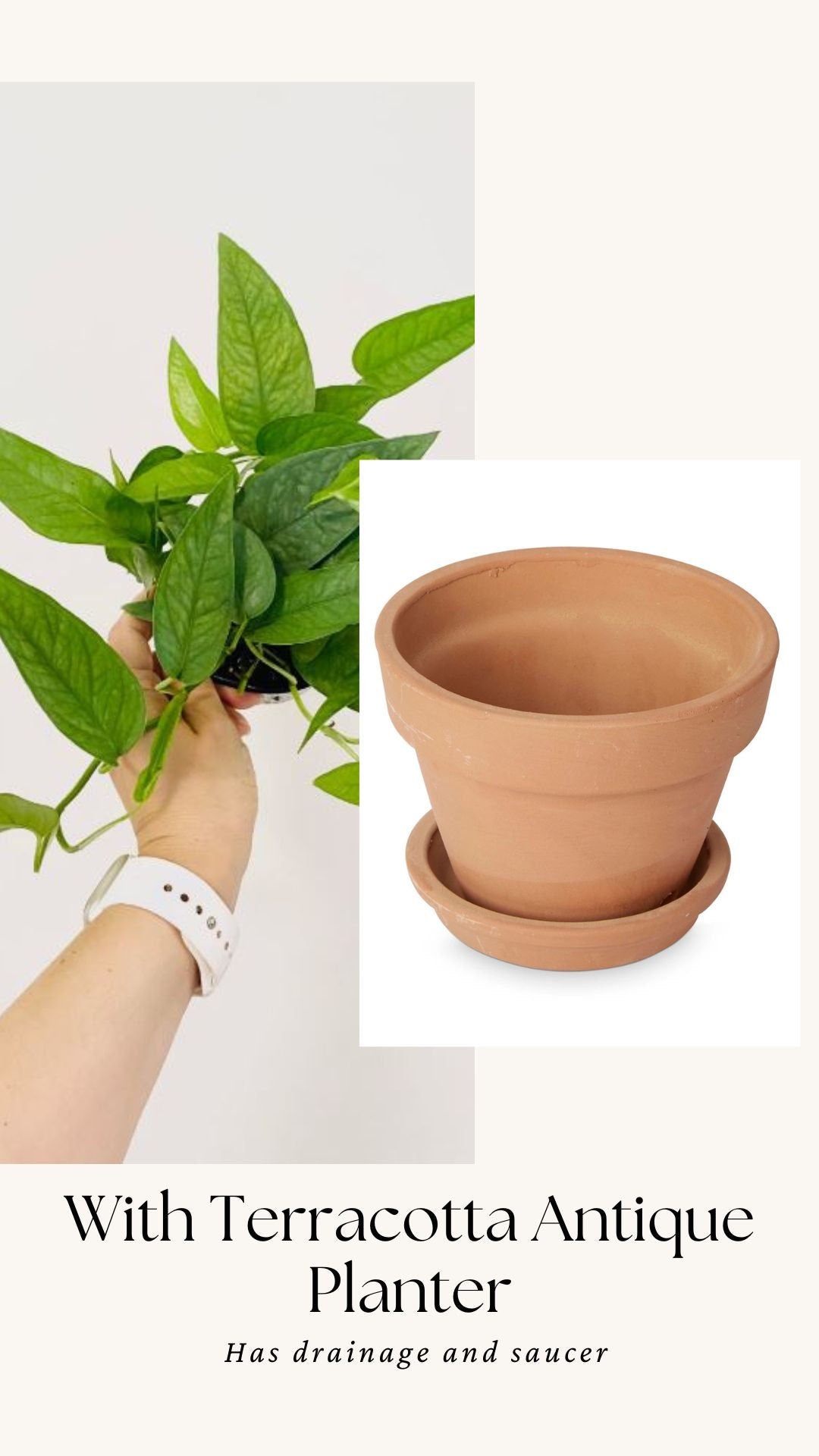 Cebu Blue Pothos (Epipremnum Pinnatum) 4 inch pot - Live Plant - optional decorative pot