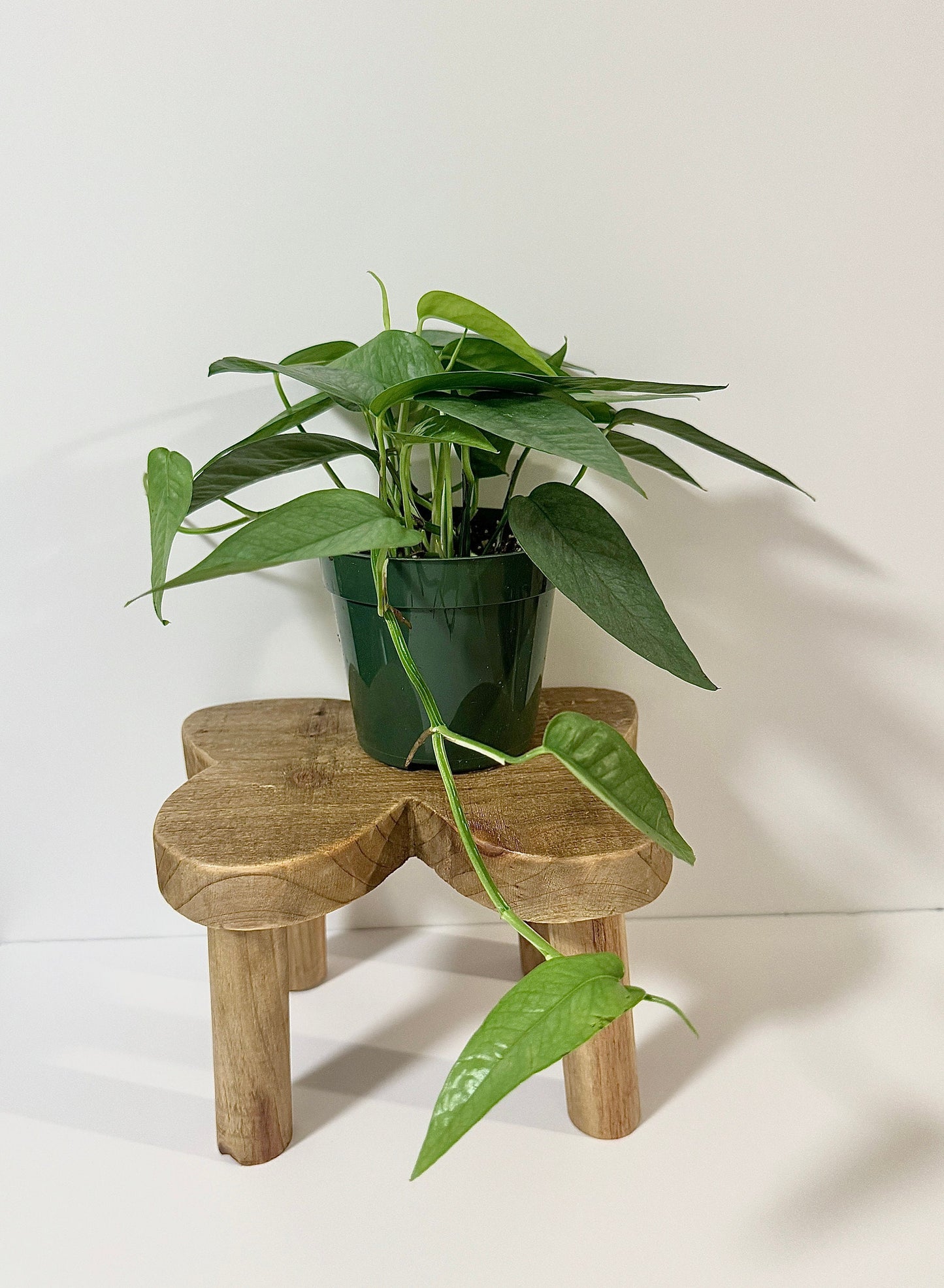 Cebu Blue Pothos (Epipremnum Pinnatum) 4 inch pot - Live Plant - optional decorative pot