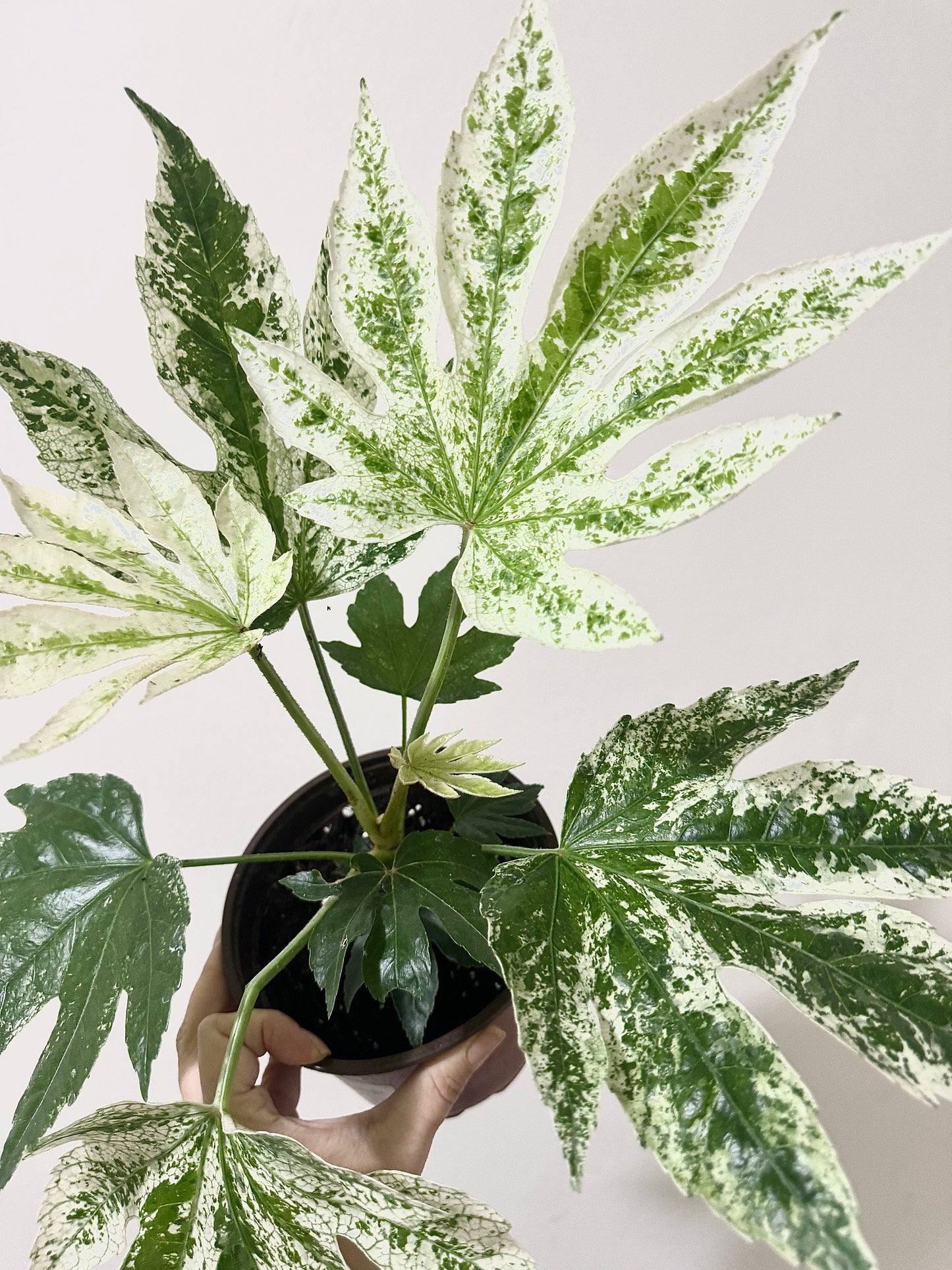 Fatsia japonica 'Spider's Web' (Japanese Aralia) Plant - 6β Pot - Live Plant