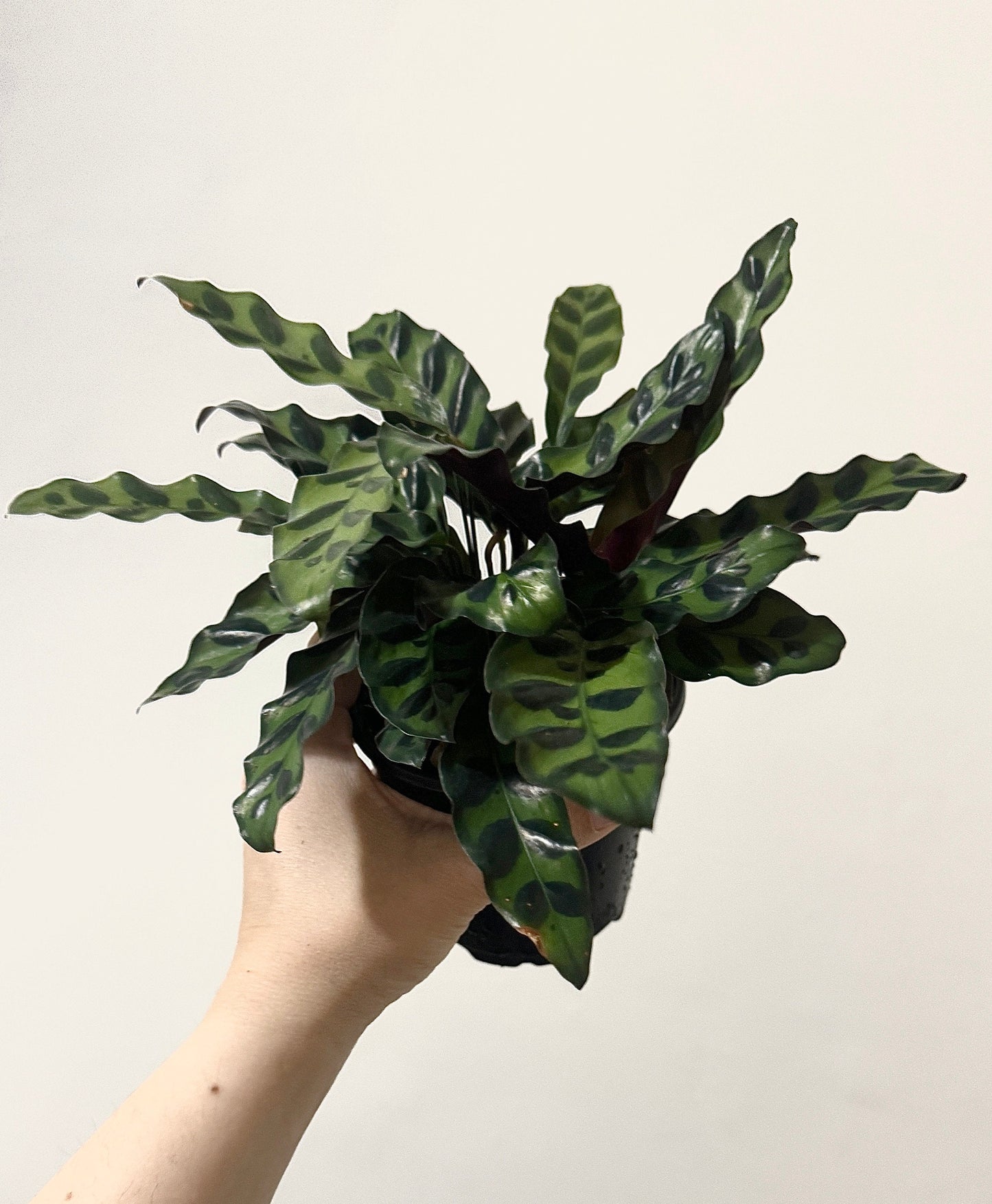 Calathea Lancifolia Rattlesnake Prayer Plant 4" | 6β Pot - Live Indoor Houseplant