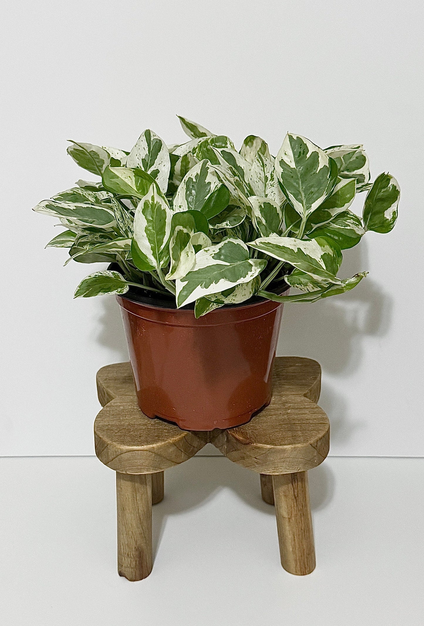 N’Joy Pothos Live Plant - 6 inch Pot - optional decorative pot