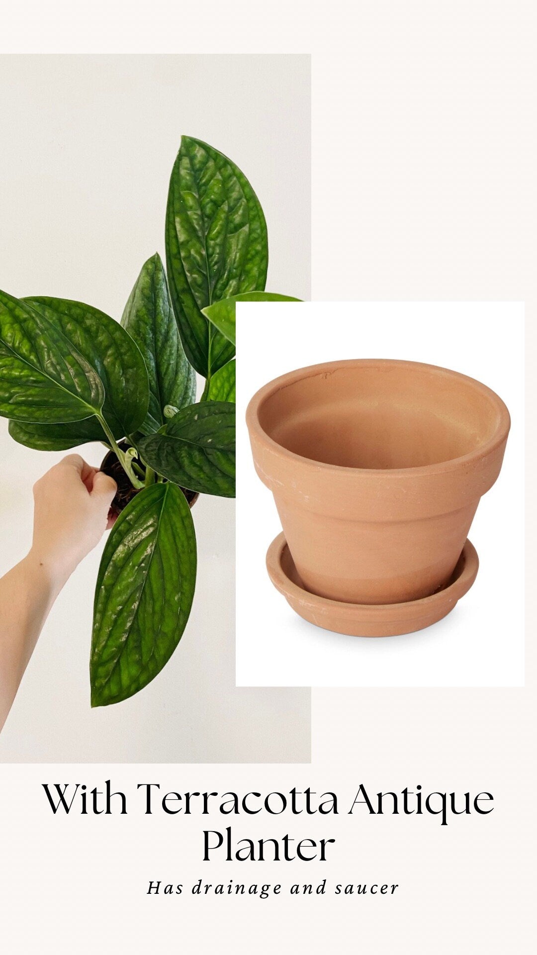 Monstera Peru Plant 4 or 6 inchPot - Live Plant - optional decorative pot
