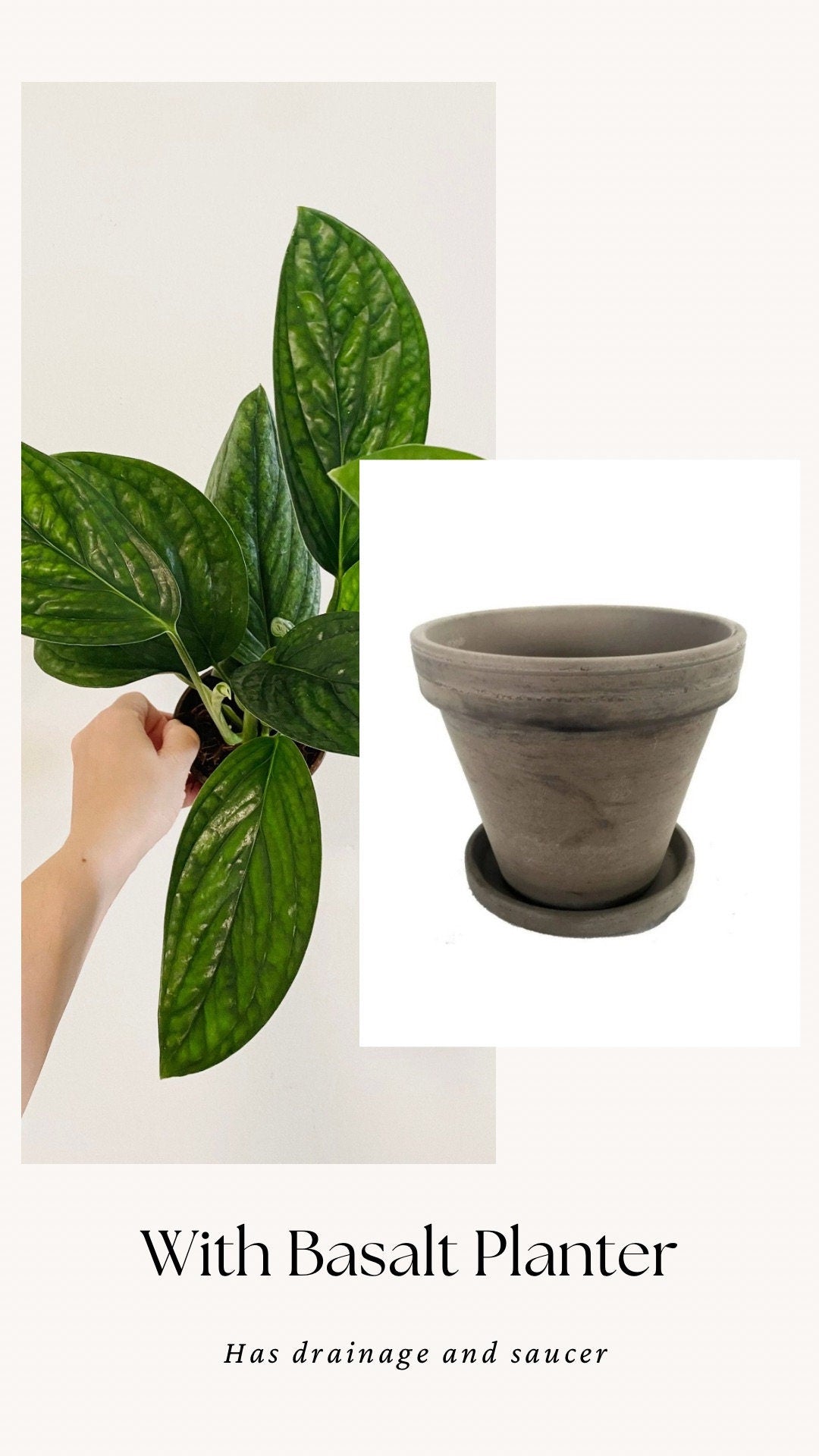 Monstera Peru Plant 4 or 6 inchPot - Live Plant - optional decorative pot