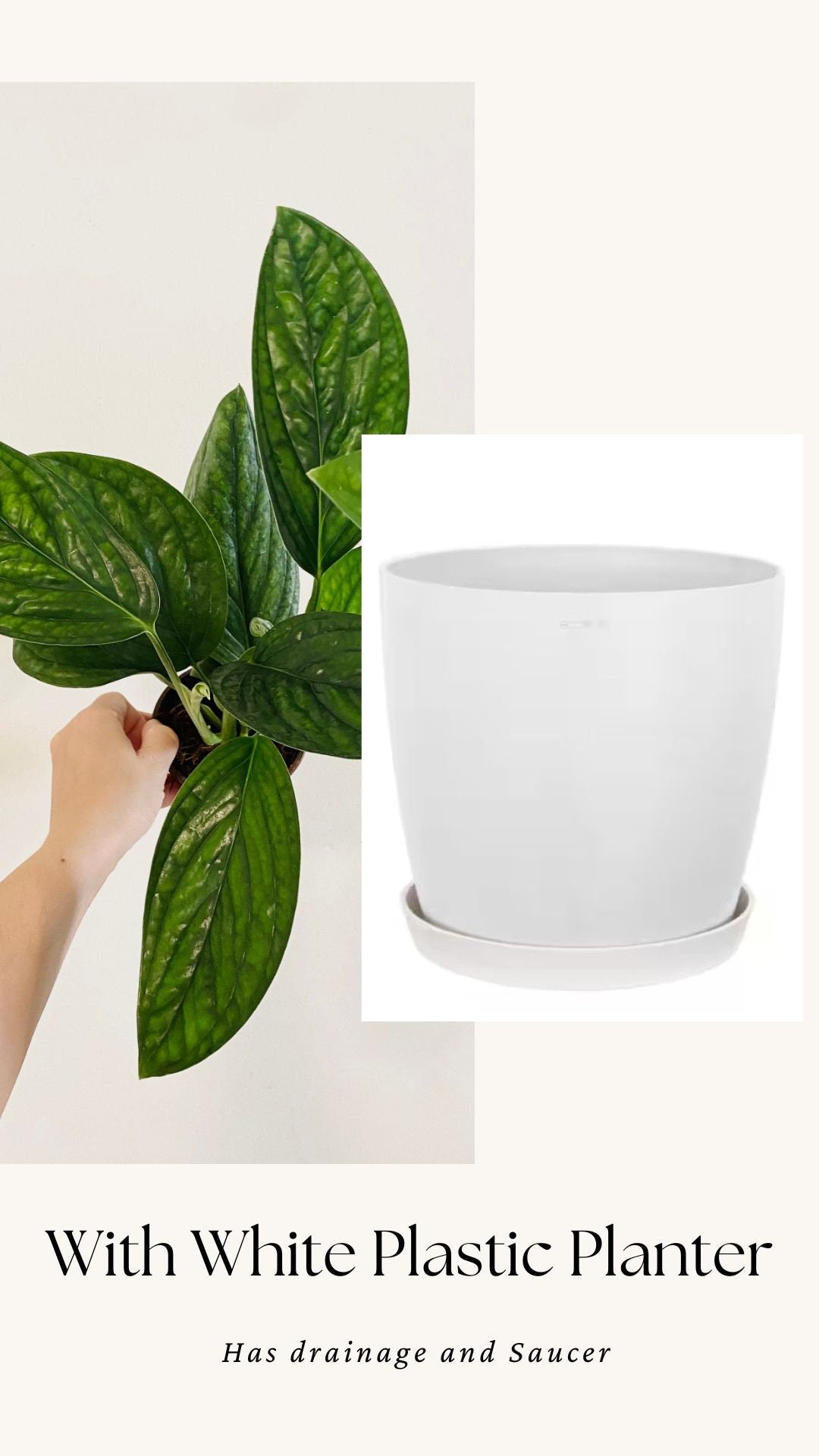 Monstera Peru Plant 4 or 6 inchPot - Live Plant - optional decorative pot