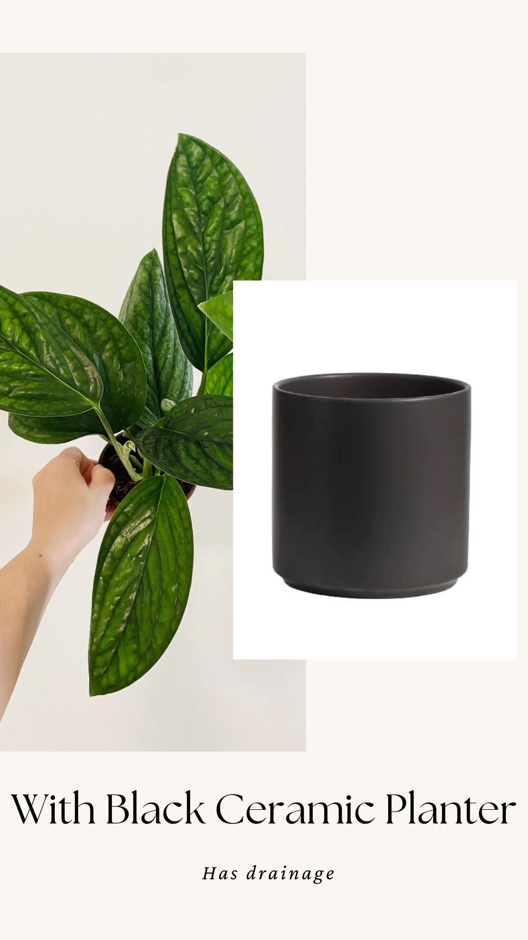 Monstera Peru Plant 4 or 6 inchPot - Live Plant - optional decorative pot