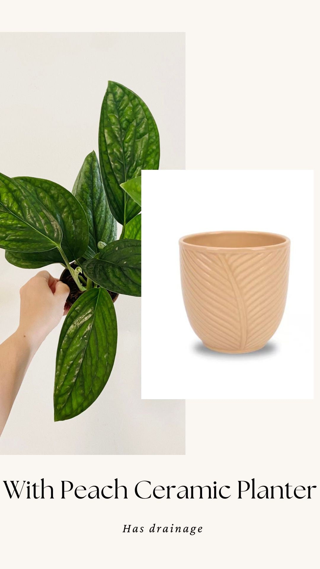 Monstera Peru Plant 4 or 6 inchPot - Live Plant - optional decorative pot