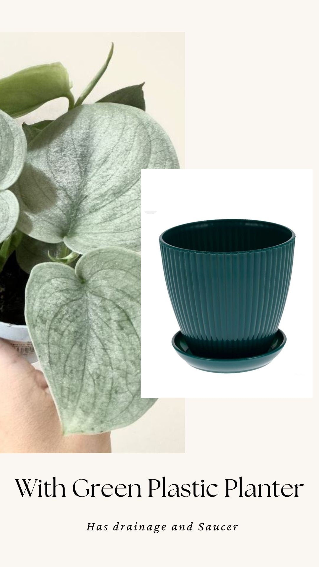 Scindapsus Sooo Silver(TM) Cultivated RARE Plant - 3 inch Nursery Pot