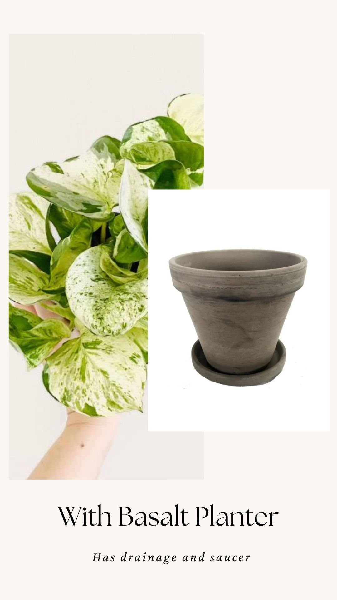 Manjula Pothos Plant - 4 inch Nursery Pot - Live Plant - optional decorative pot