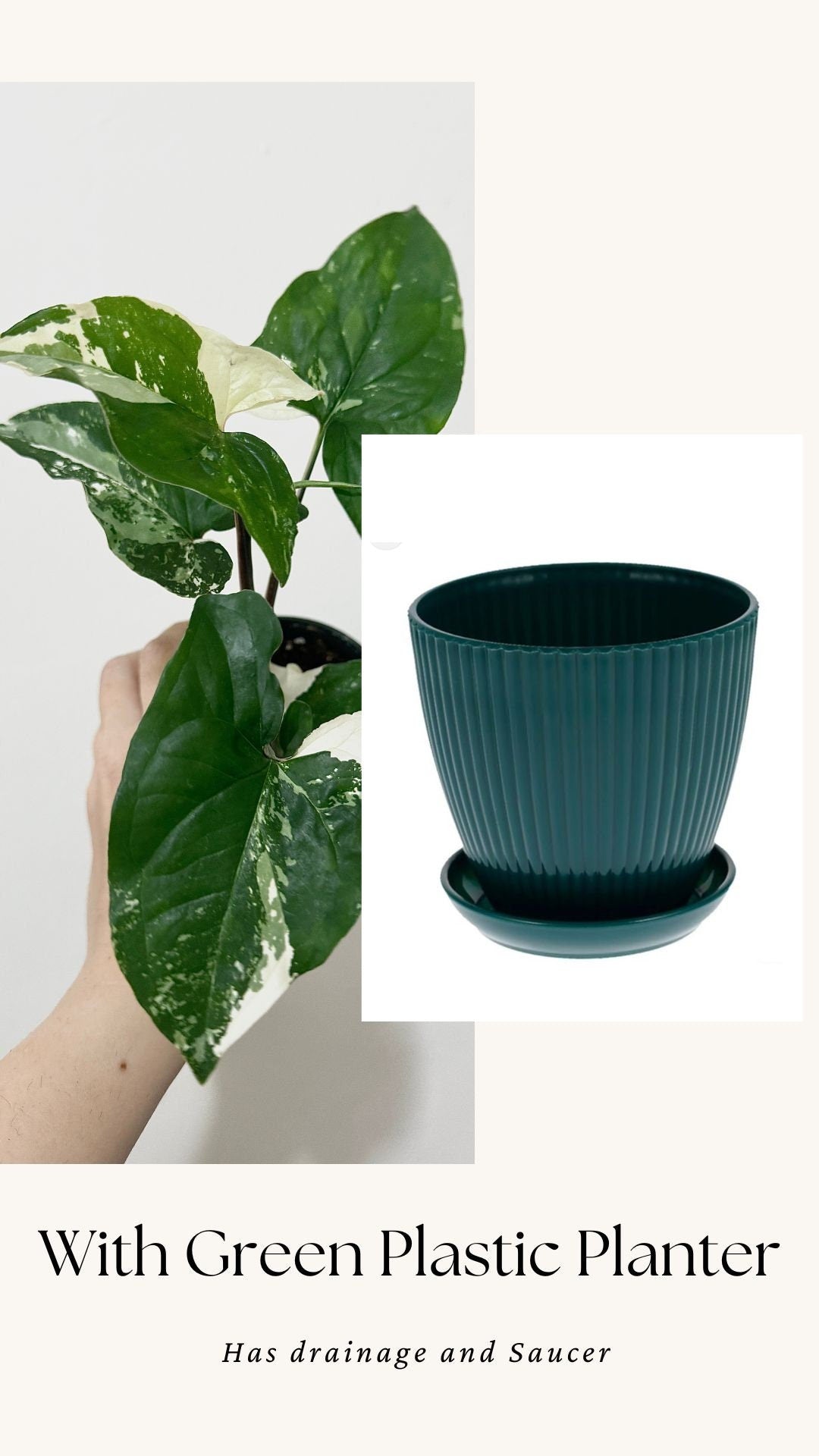 Syngonium Albo Variegata - Live Plant 3 Inch Nursery Pot - Variegated Plant