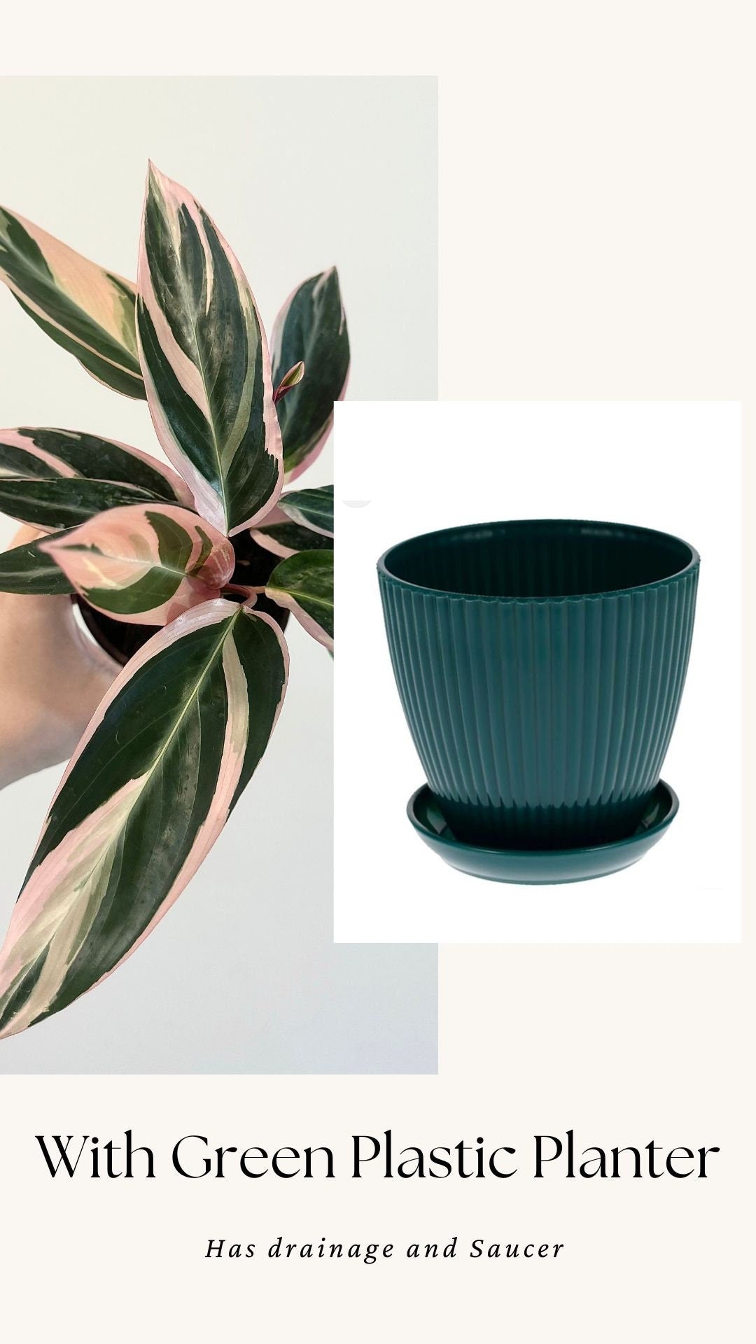Stromanthe Triostar, Tricolor, Prayer Plant - Calathea Plant 4" pot