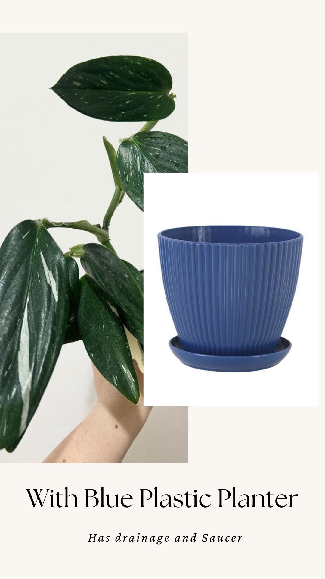 Monstera Standleyana Albo Variegated Plant in 4" Pot - Live Plant - optional decorative pot