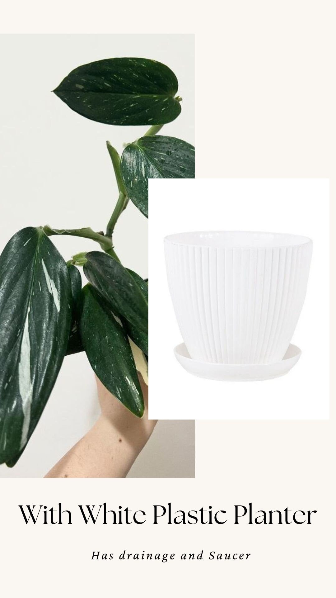 Monstera Standleyana Albo Variegated Plant in 4" Pot - Live Plant - optional decorative pot