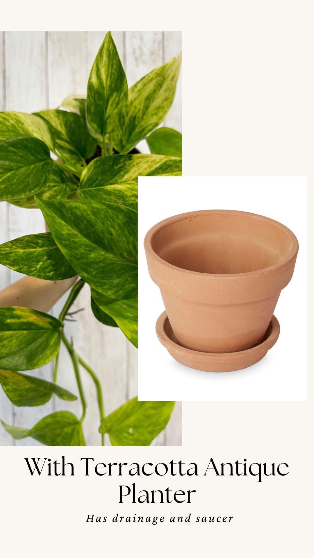 Neon Queen Pothos Plant - 4 inch Pot - Hybrid Live Plant - optional decorative pot