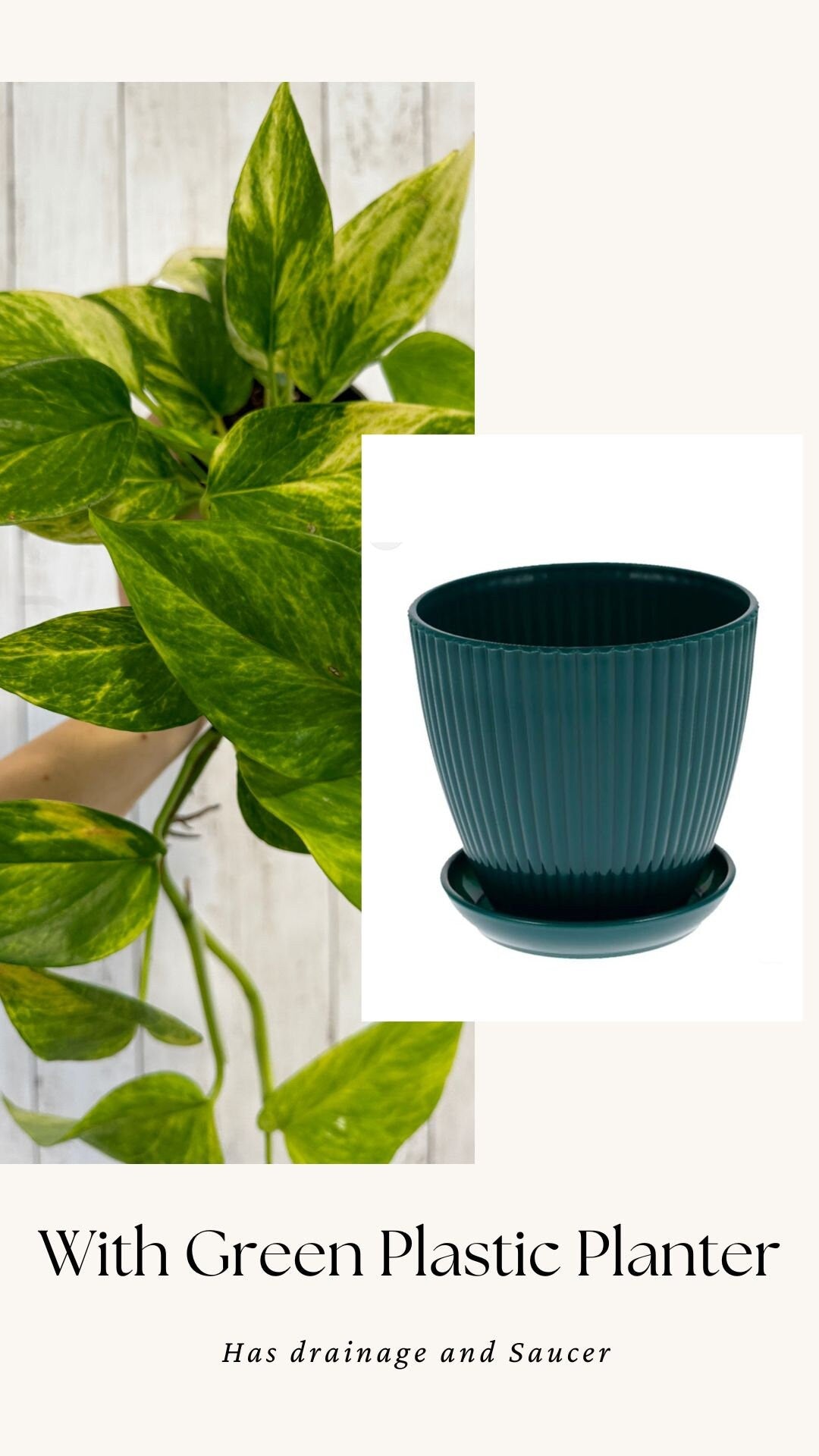 Neon Queen Pothos Plant - 4 inch Pot - Hybrid Live Plant - optional decorative pot