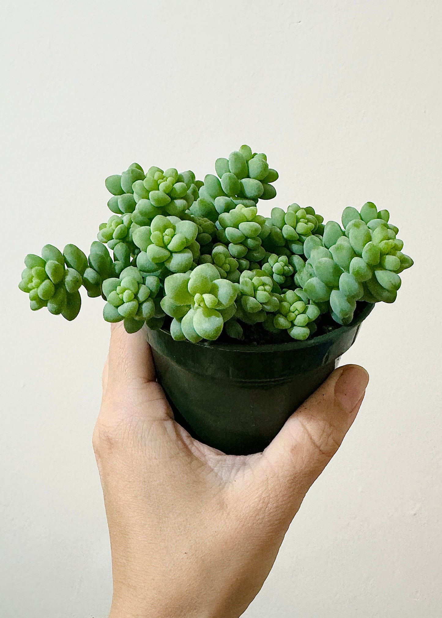 Burro Tail Succulent Plant - Donkey Tail - 3.5 inch Pot
