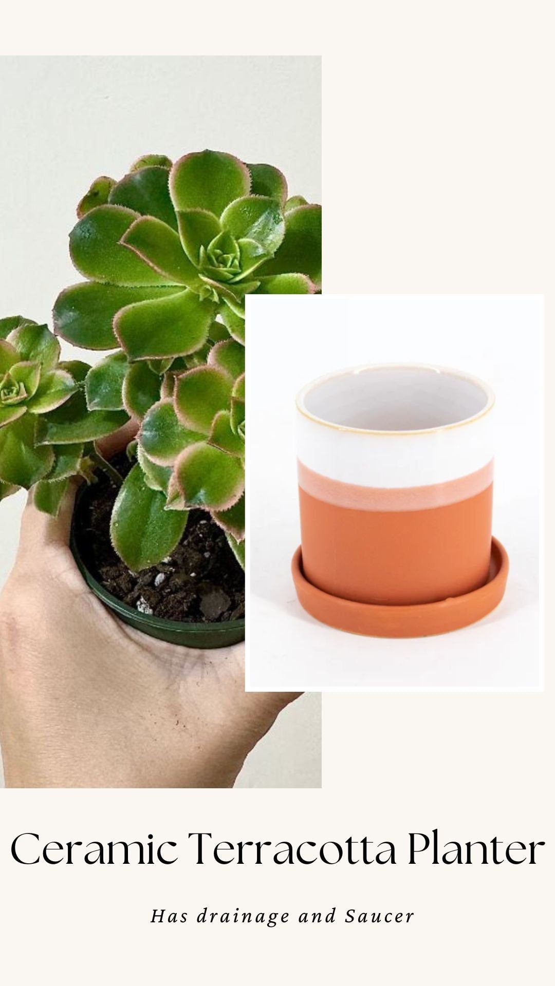 Aeonium 'Kiwi' Succulent Plant - 3.5β Pot - optional decorative pot