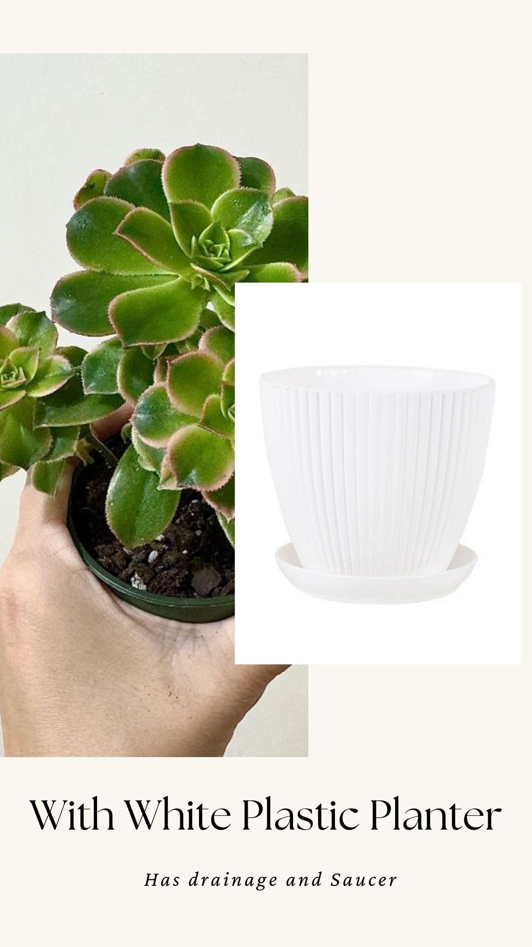 Aeonium 'Kiwi' Succulent Plant - 3.5β Pot - optional decorative pot