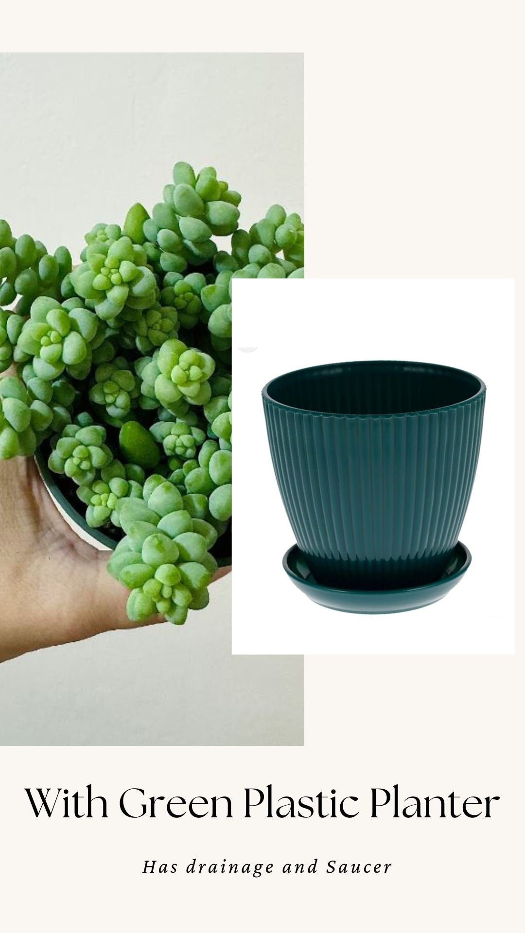 Burro Tail Succulent Plant - Donkey Tail - 3.5 inch Pot