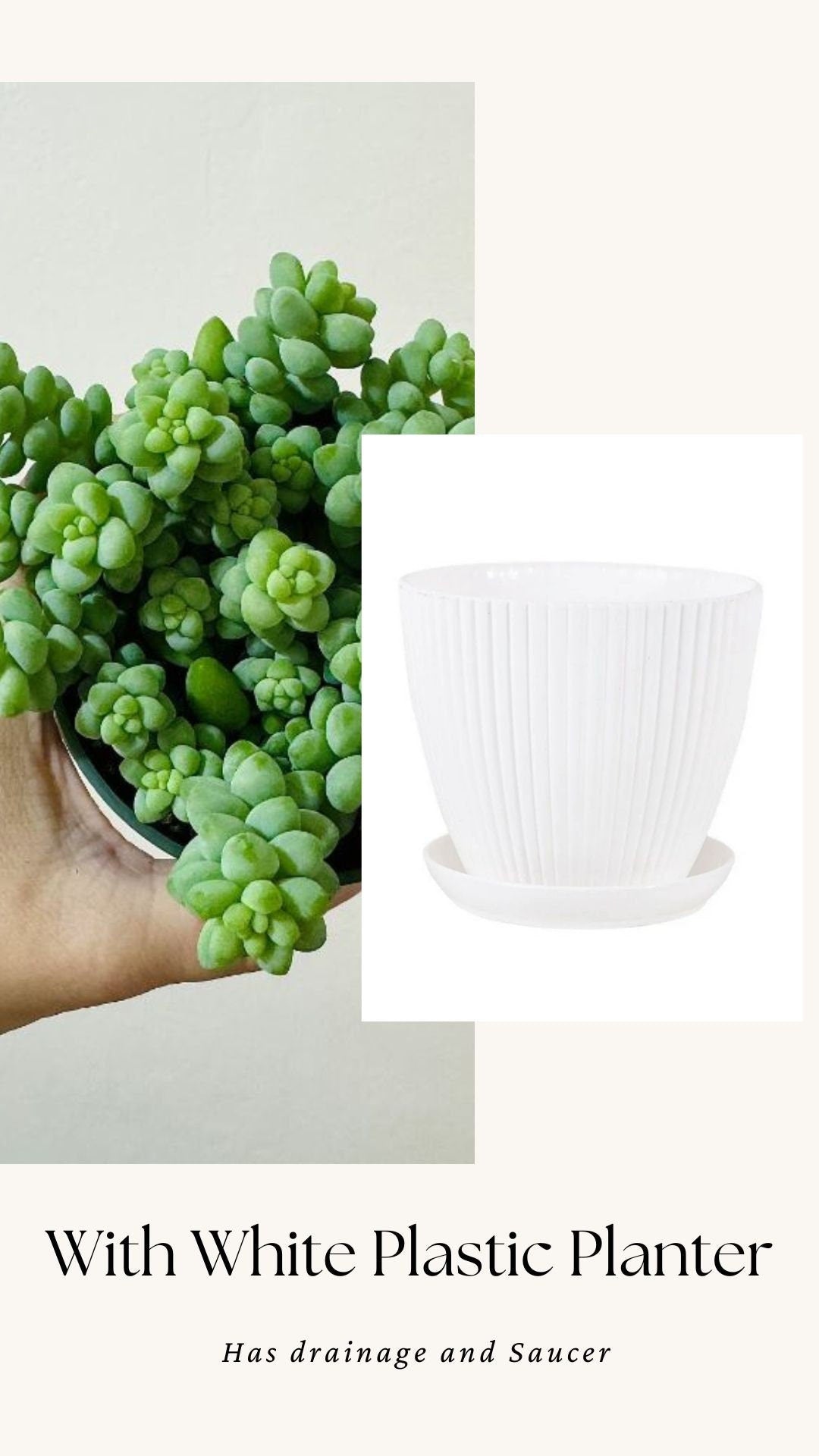Burro Tail Succulent Plant - Donkey Tail - 3.5 inch Pot